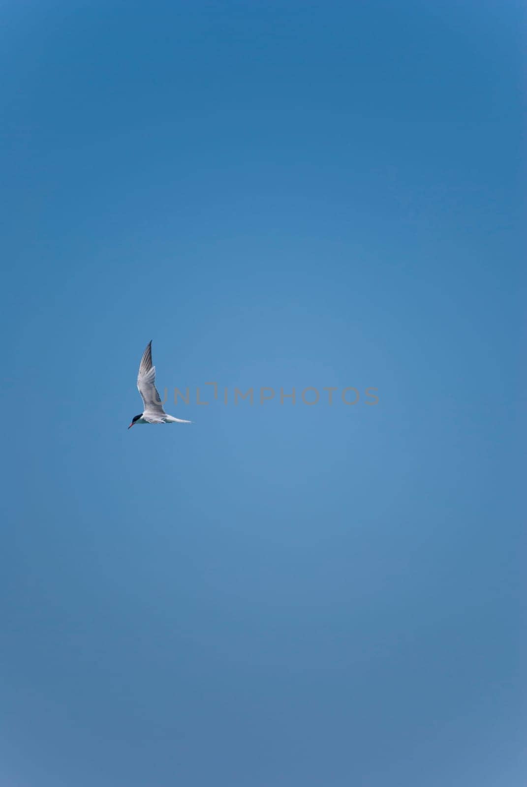 lonely bird in the blue sky
