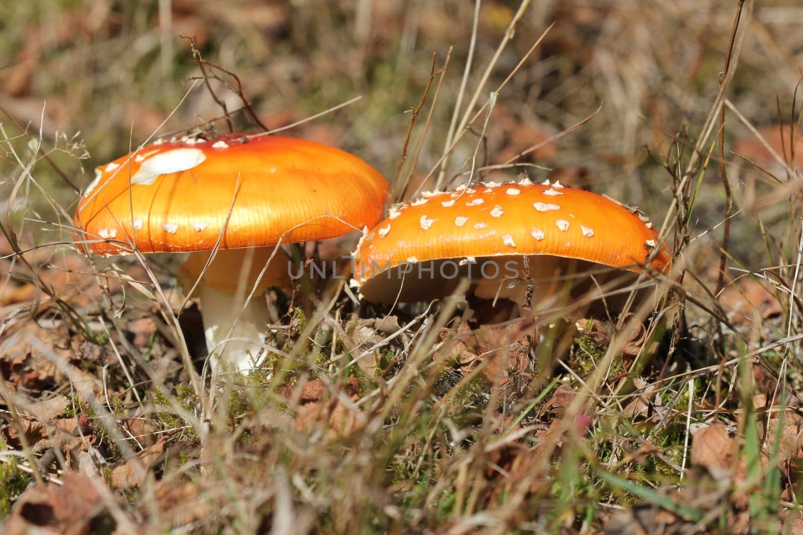 Two toadstools in the Kellerwald National Park