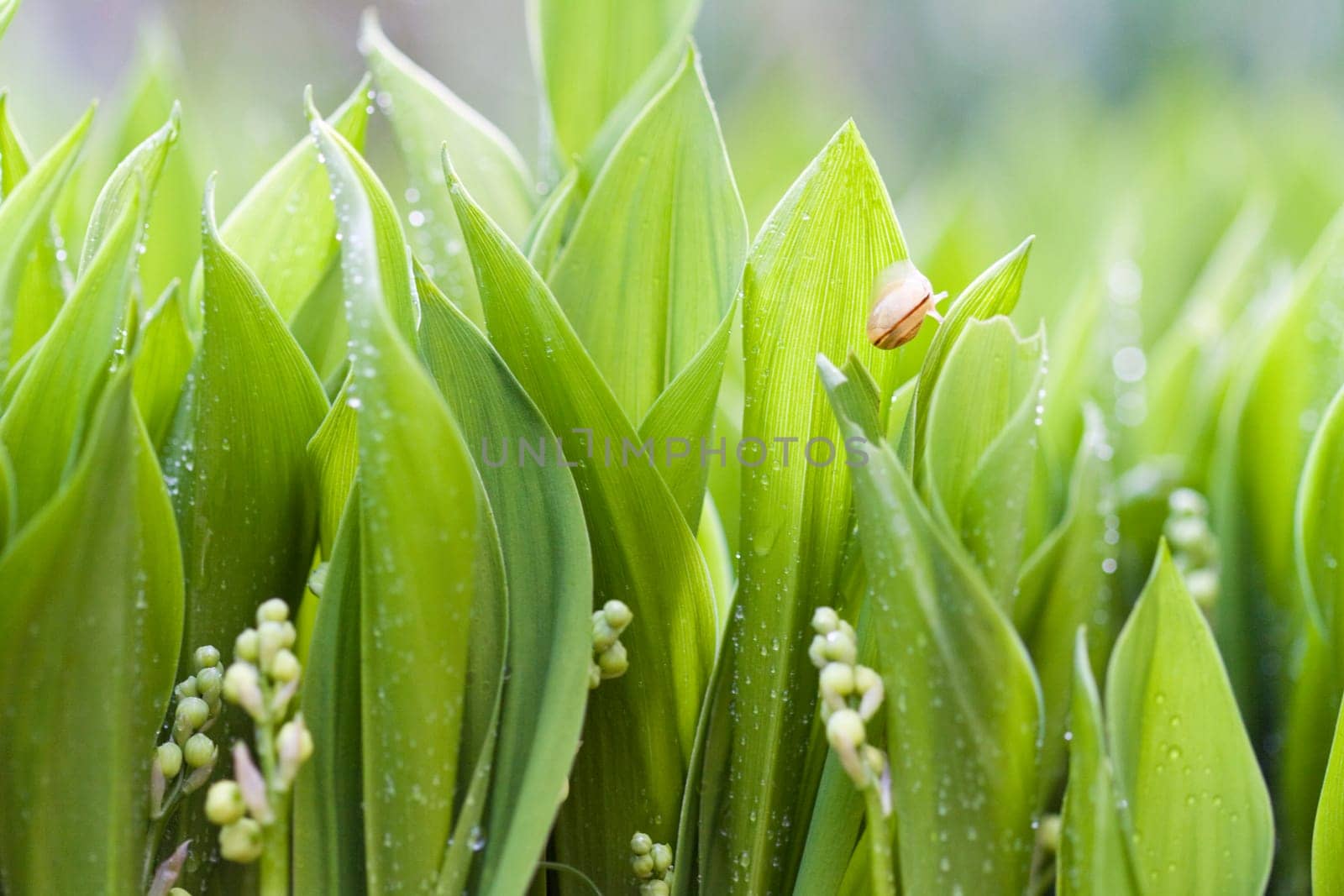 Green wet leafs of lilies with little snail
