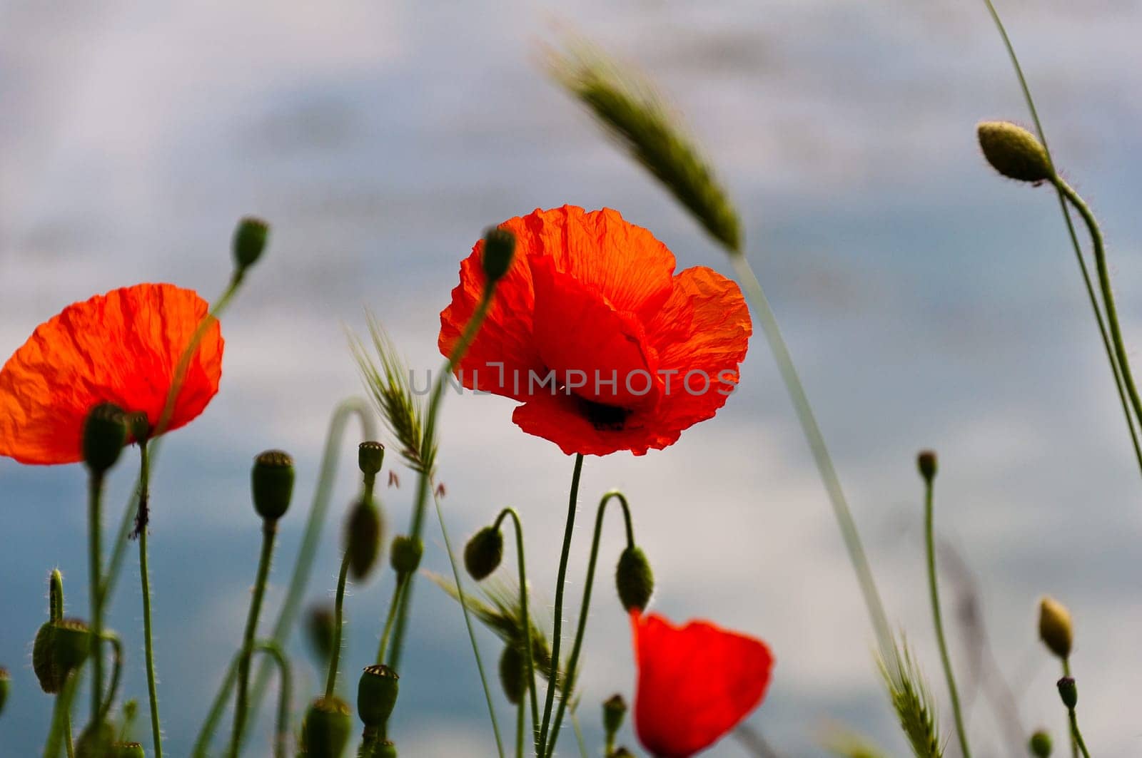 Floral design with poppies
