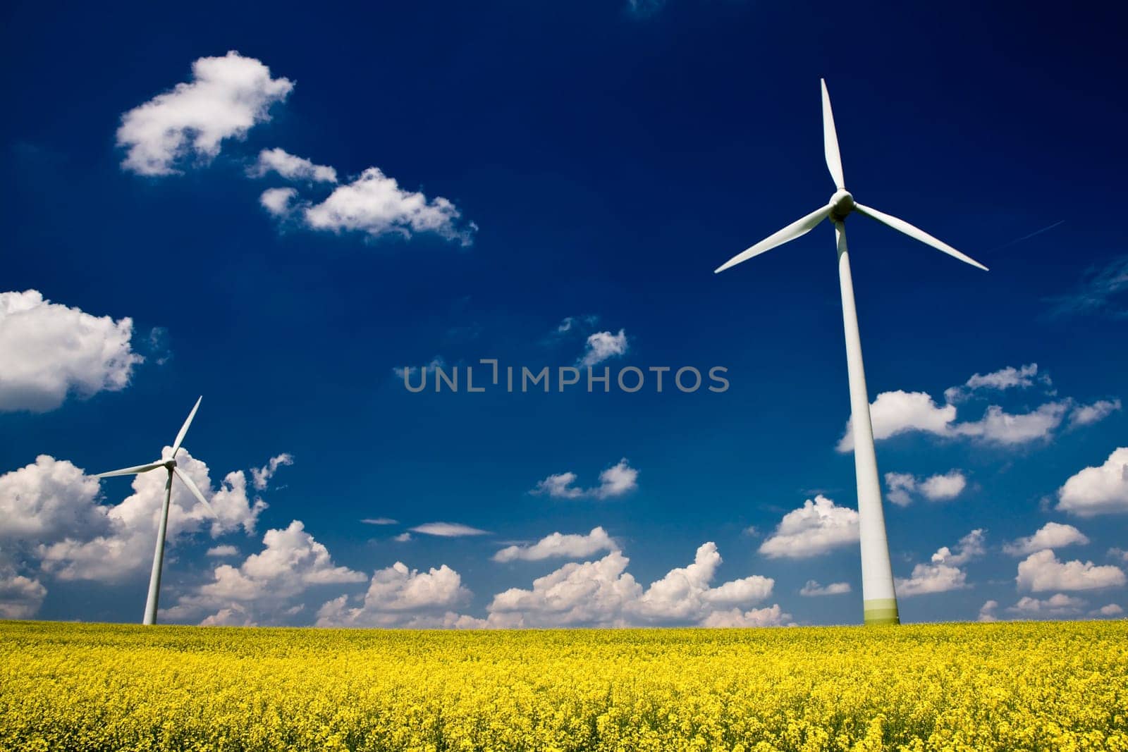 Windmills in the field of yellow rape, spring season
