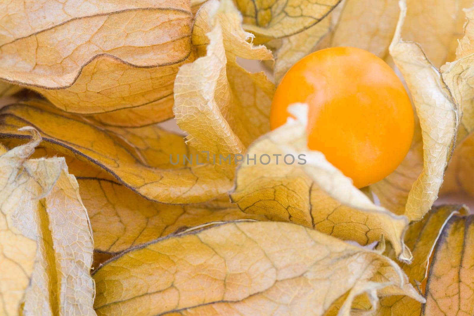 Fresh small physalis, jam-berry fruits macro