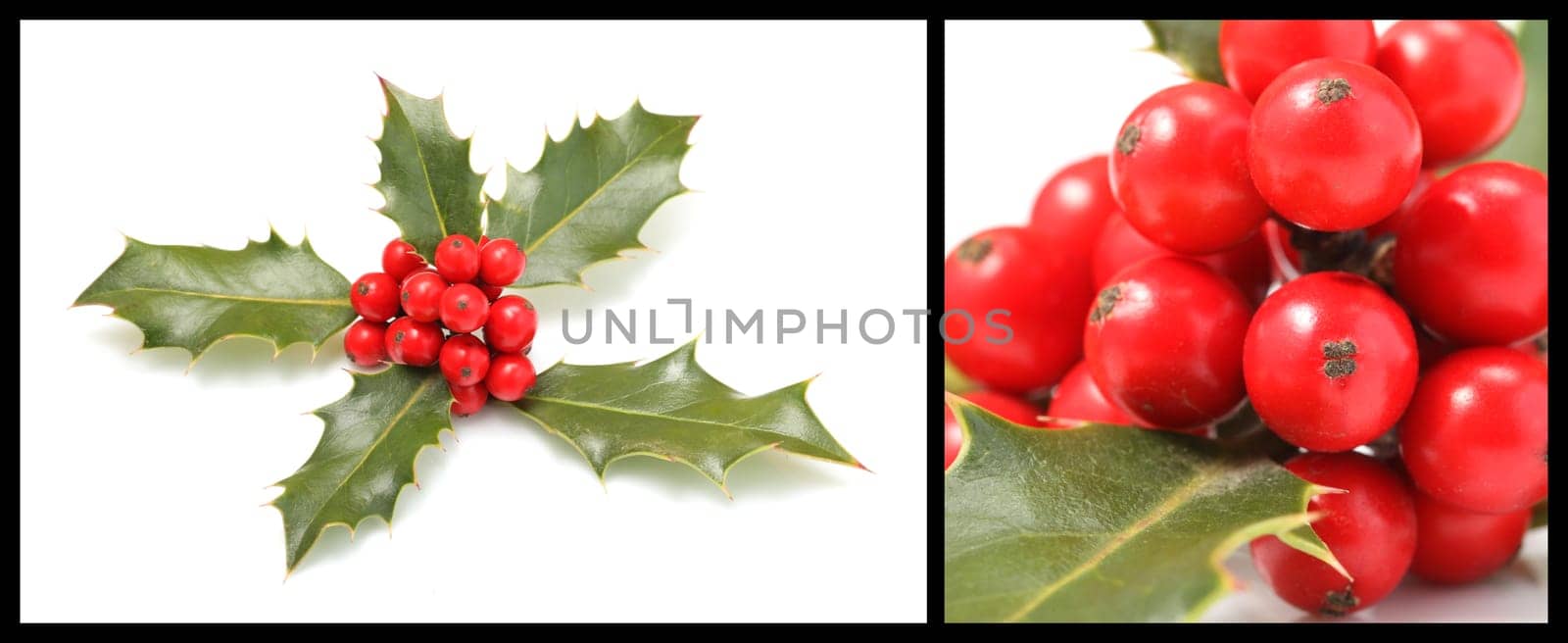 Details of a branch of Ilex aquifolium with red fruits isolated on white.
