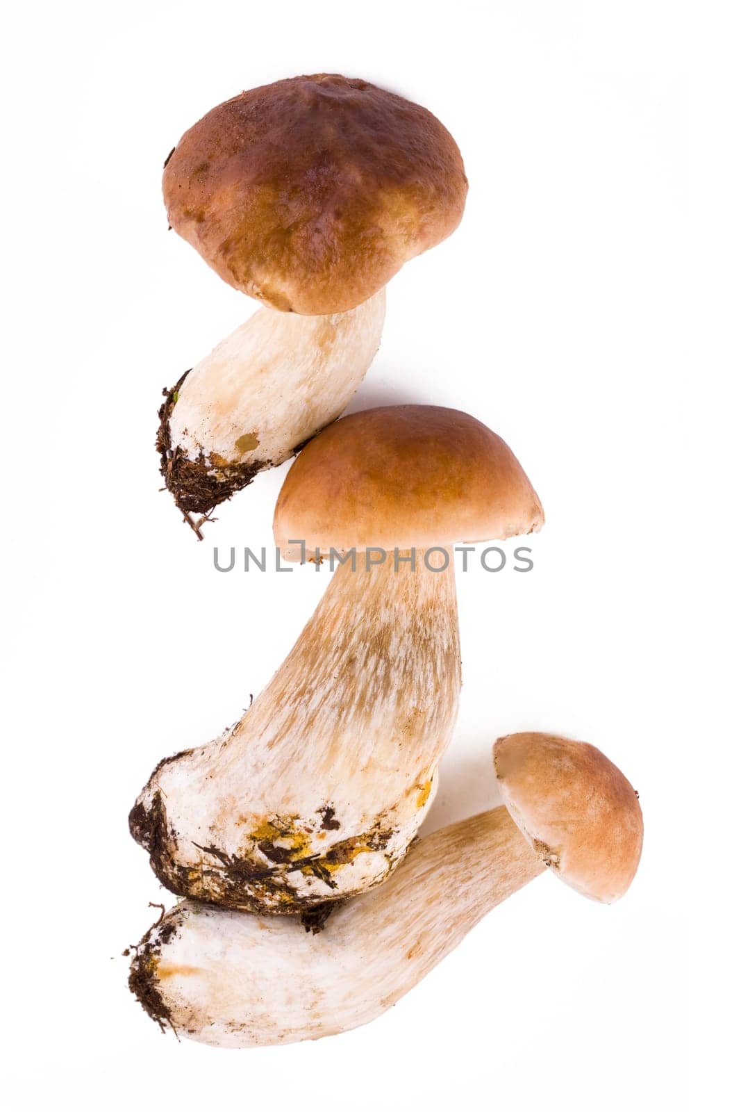 Three fresh mushroom isolated on white background