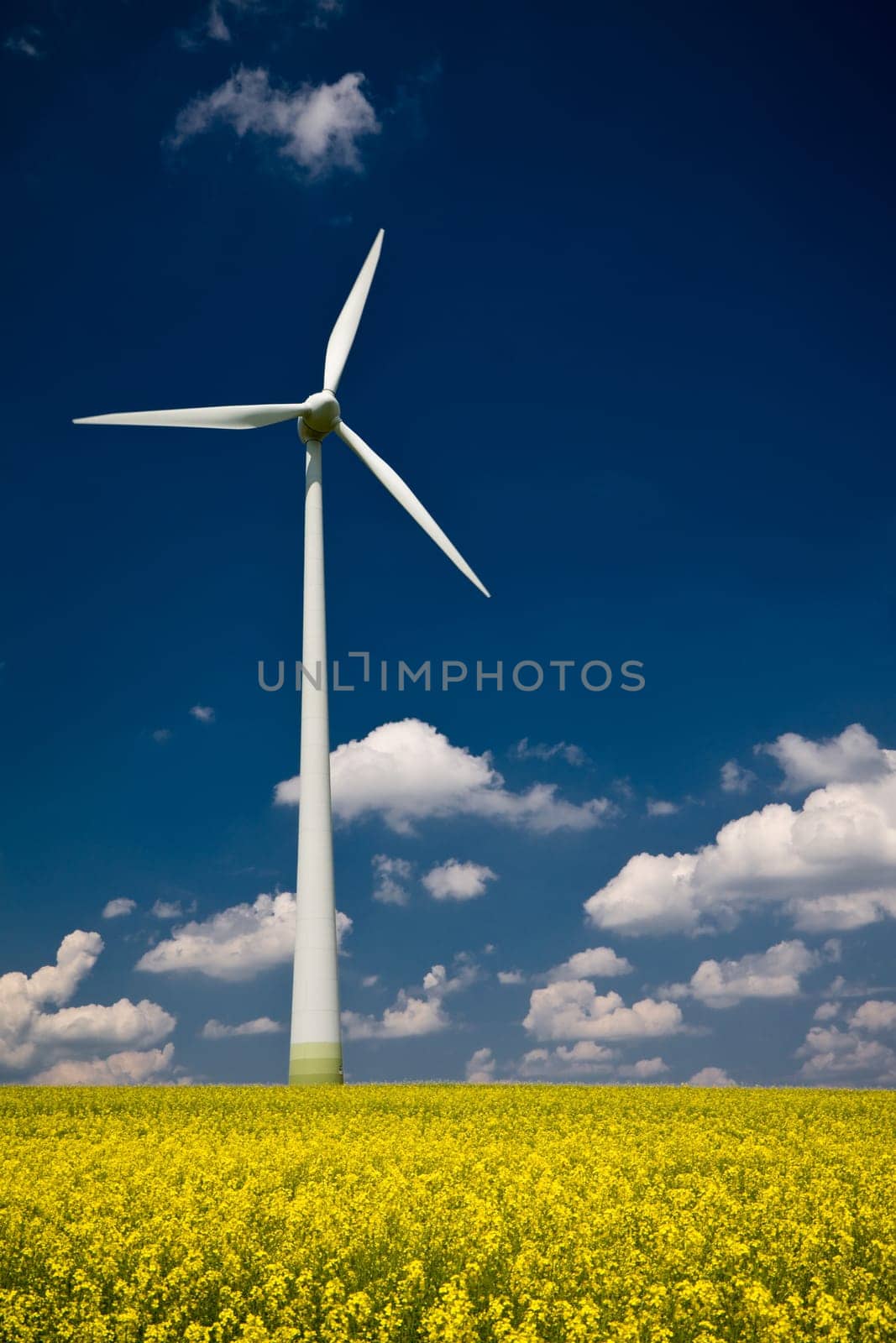 Windmill in the field of yellow rape, blue sky