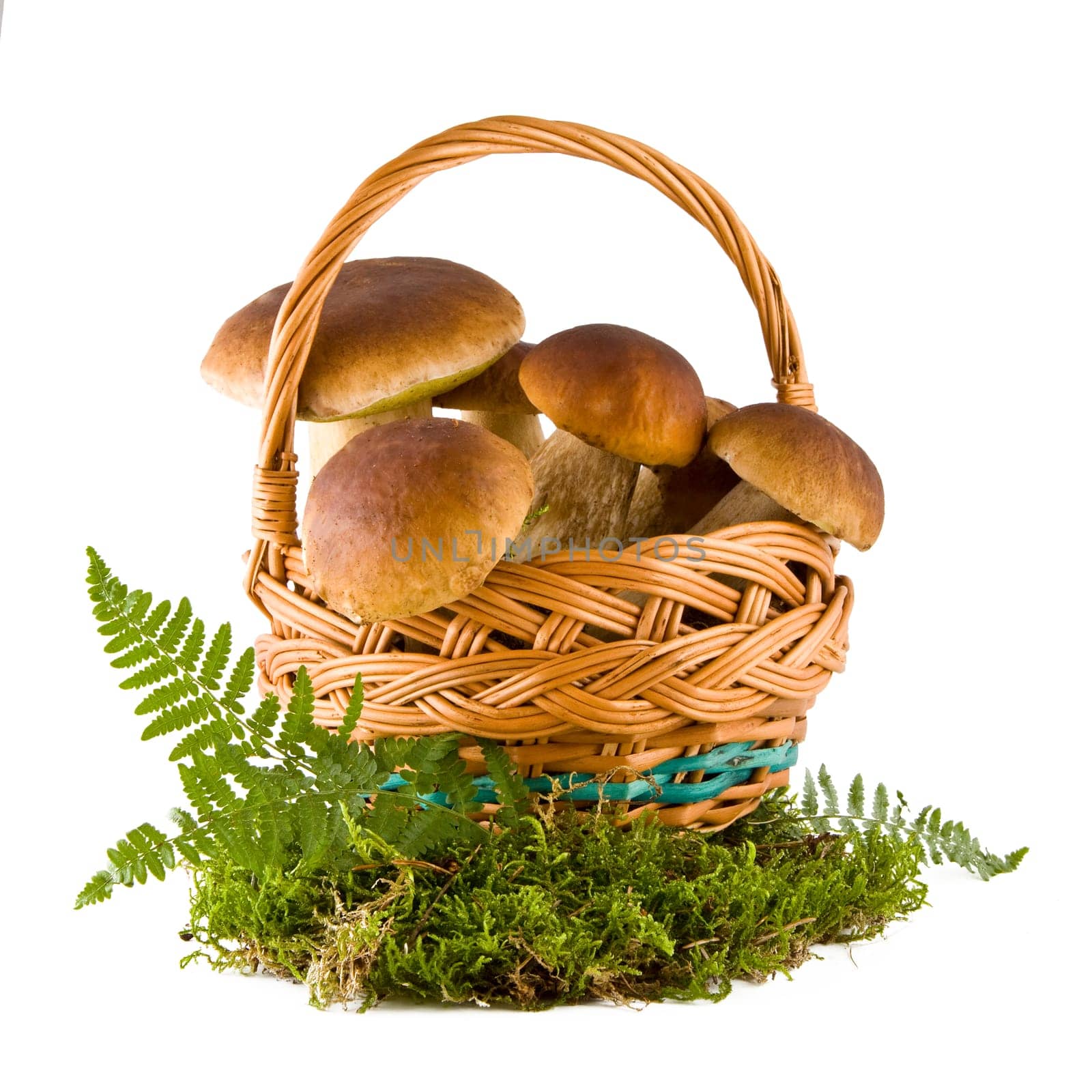 Boletus mushrooms in a wicker basket on green moss isolated on white