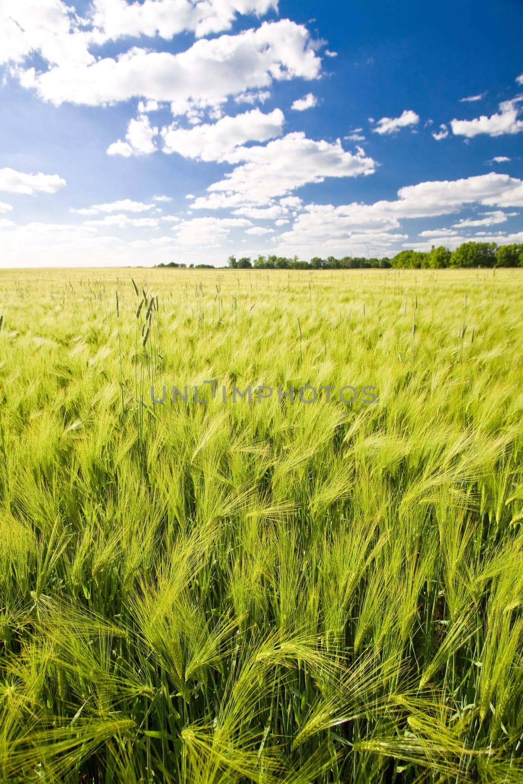 Field of green crop and blue cloudy sky in a sunny spring day
