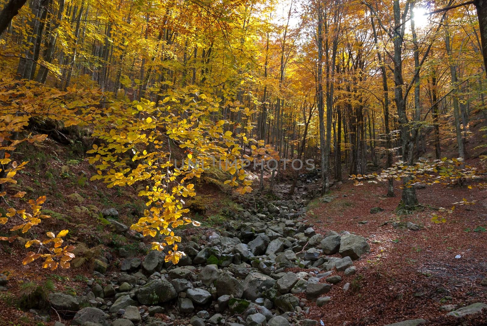 forest with autumn colors in Liguria