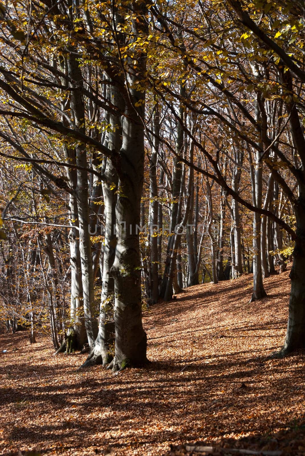 forest with autumn colors in Liguria