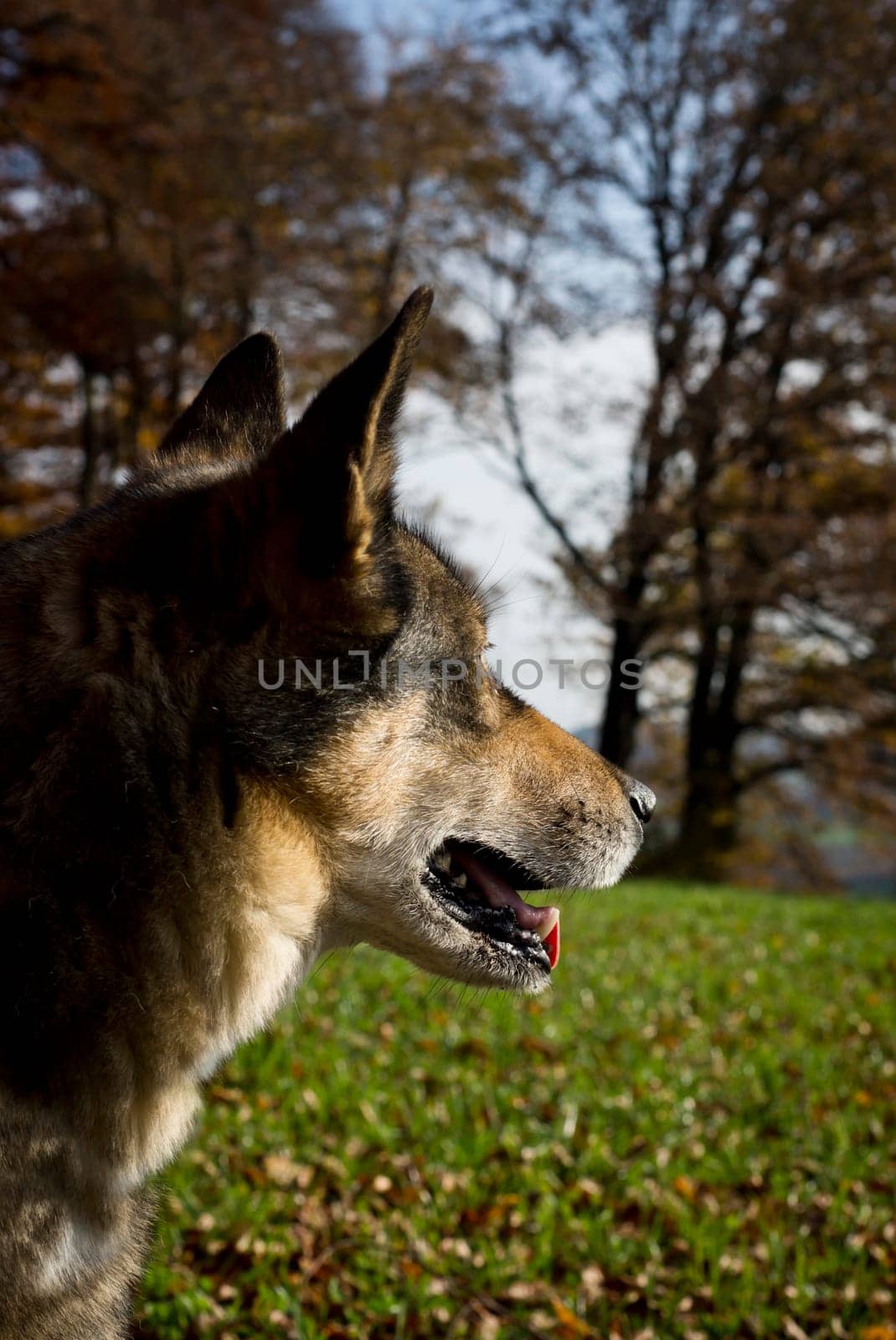 Hunting