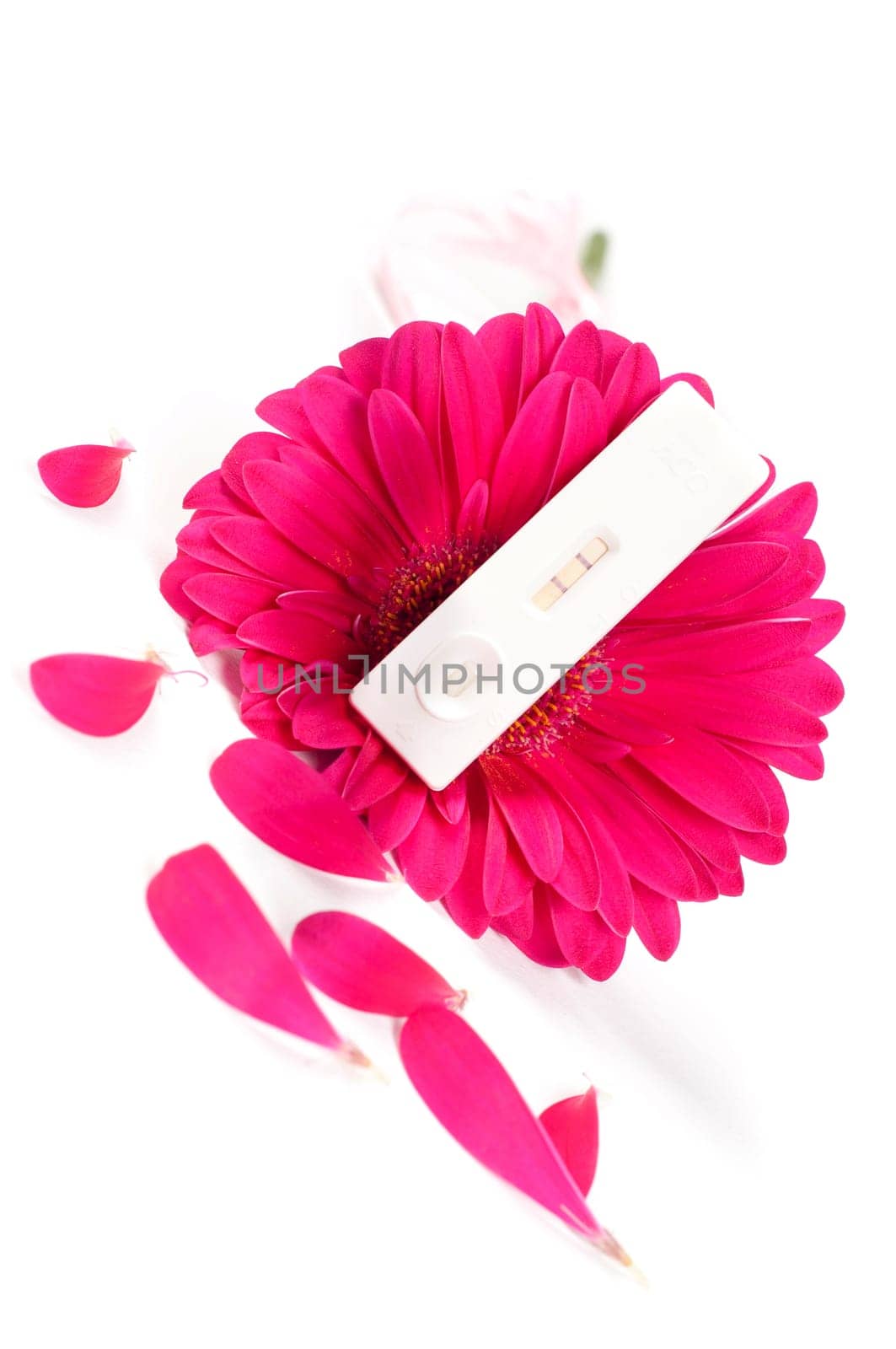 Shot of positive pregnancy test and gerbera flower