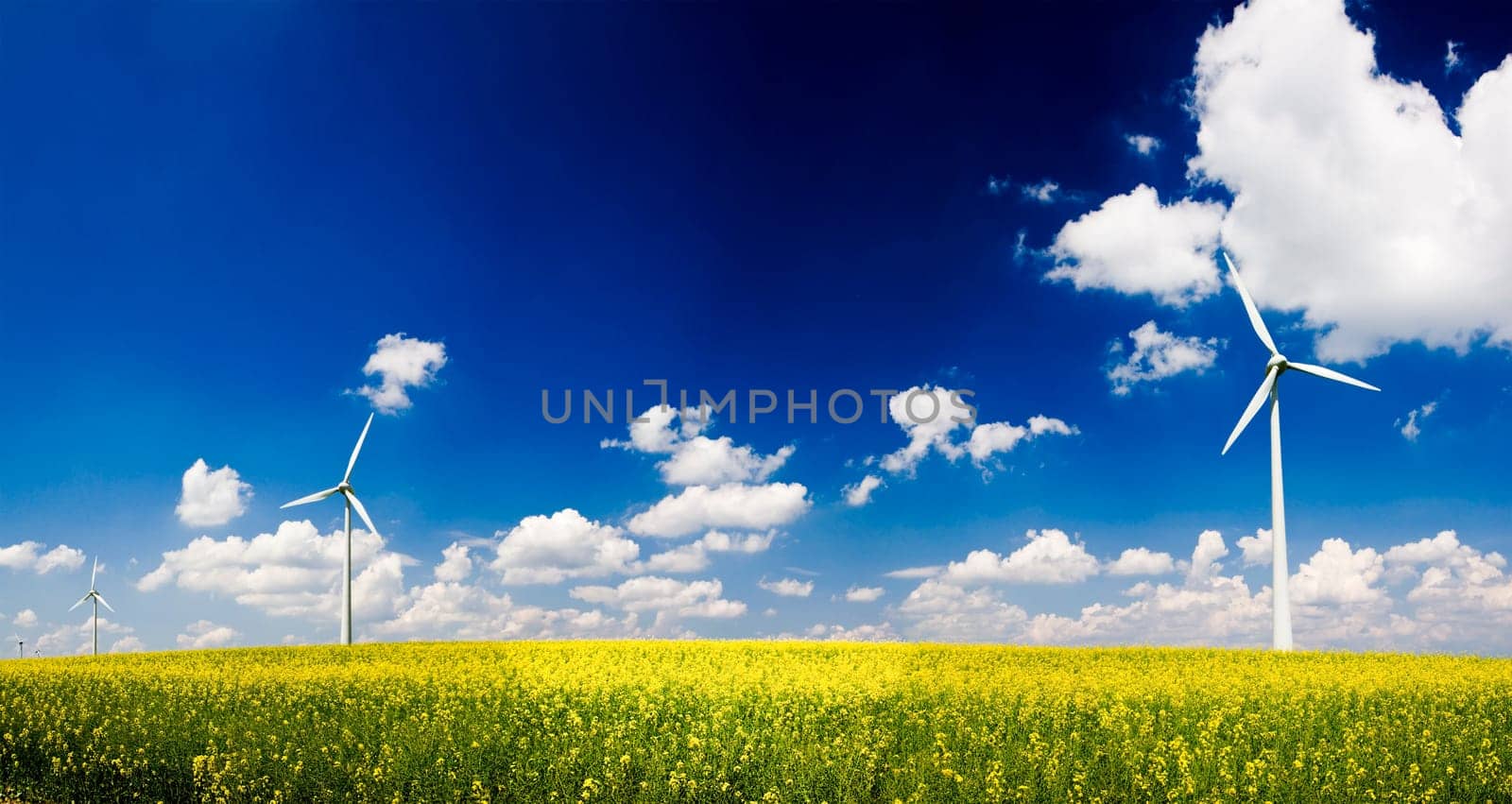 Panorama windmills in the field of yellow rape