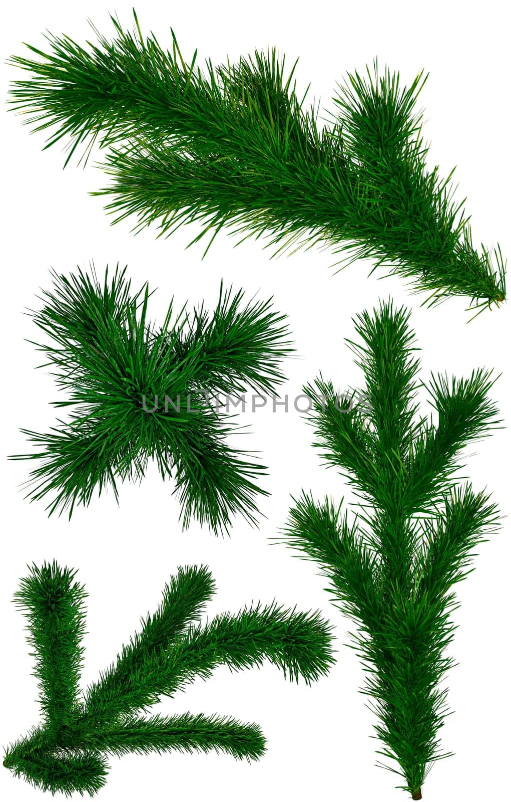 set of green Christmas fir-tree branches on white background