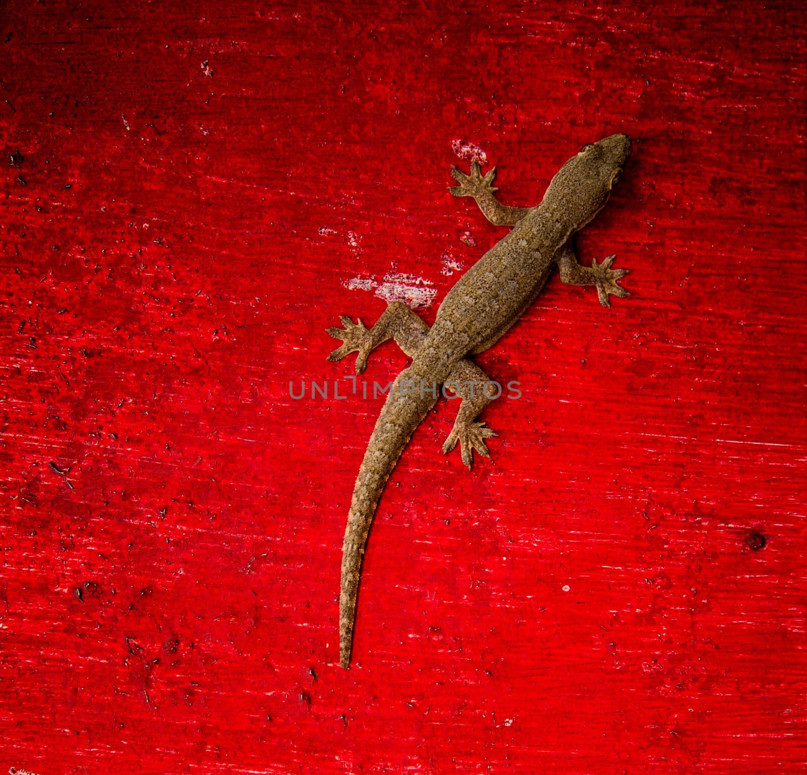 A gecko lizard on a rough red suface in Bali