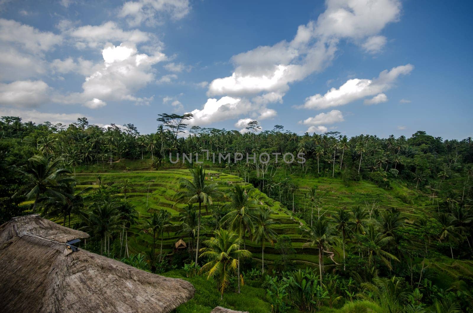 Rice paddies and vegetation in bali with blue sky and clouds