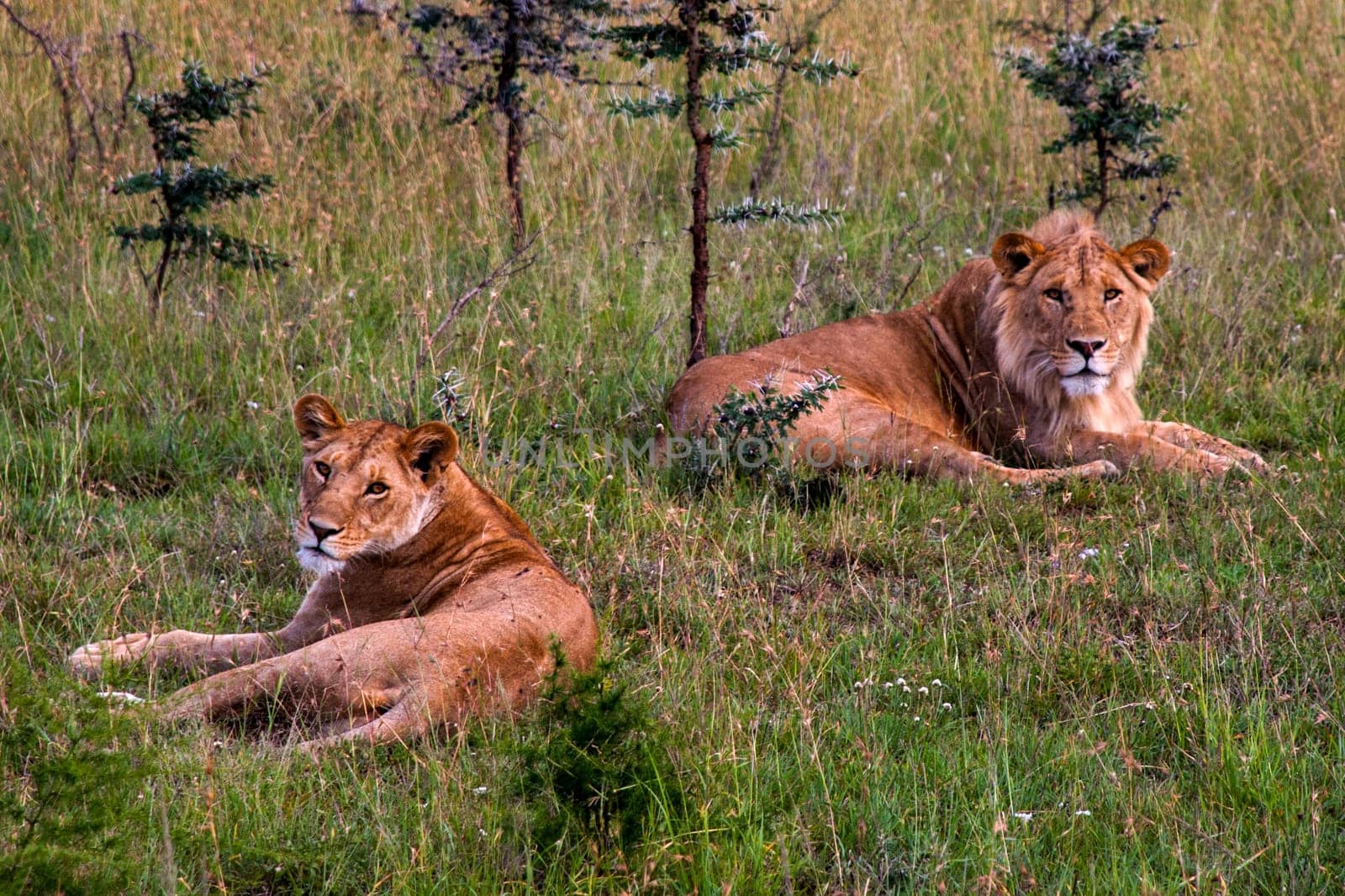 a male and a female lion resting in serengeti national park, Tanzania