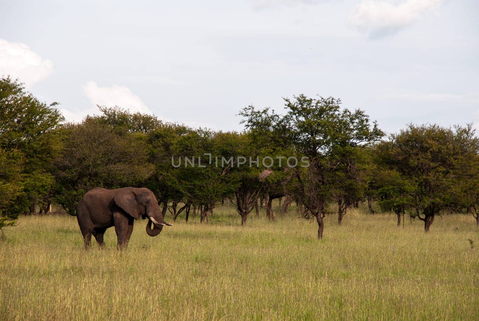 A male elephant grazing in serengeti national park, Tanzania