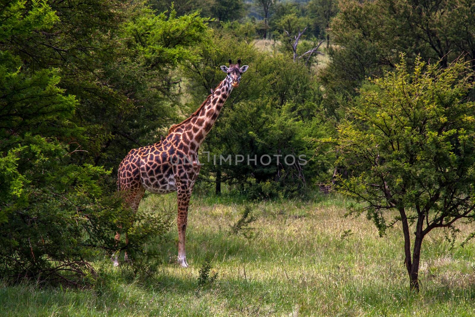 A beautiful giraffe looking sideways surrounded by green vegetation