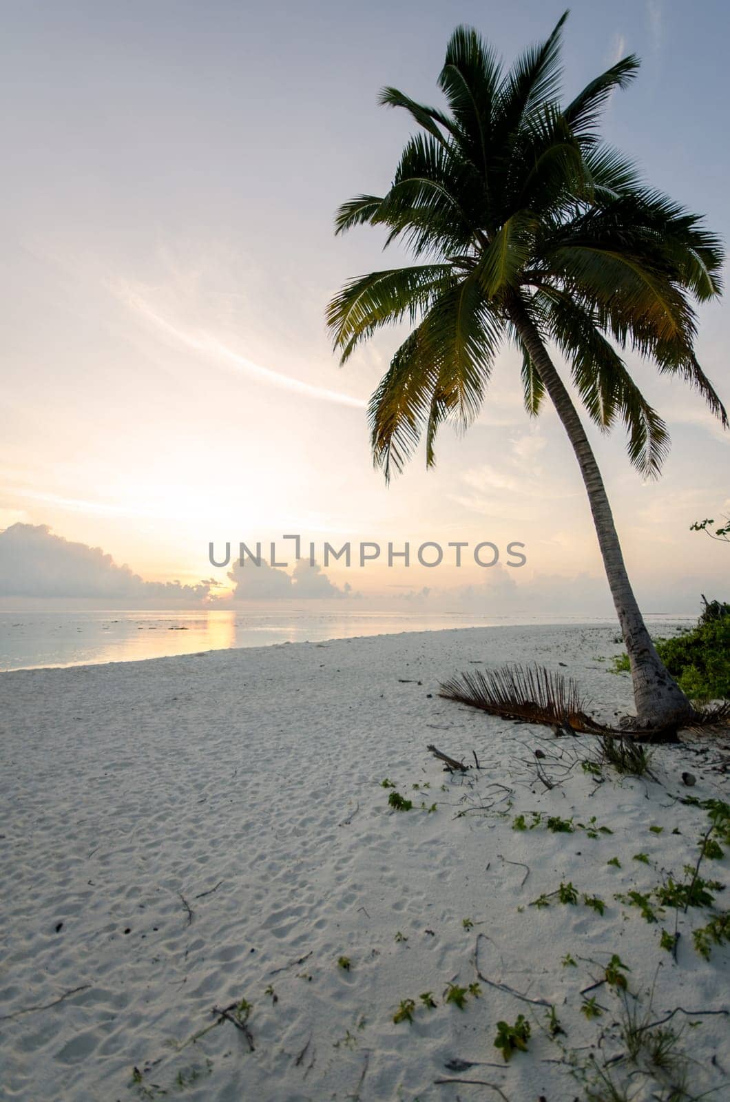 A single palm tree in the sunset on a sandy beach in the maldives
