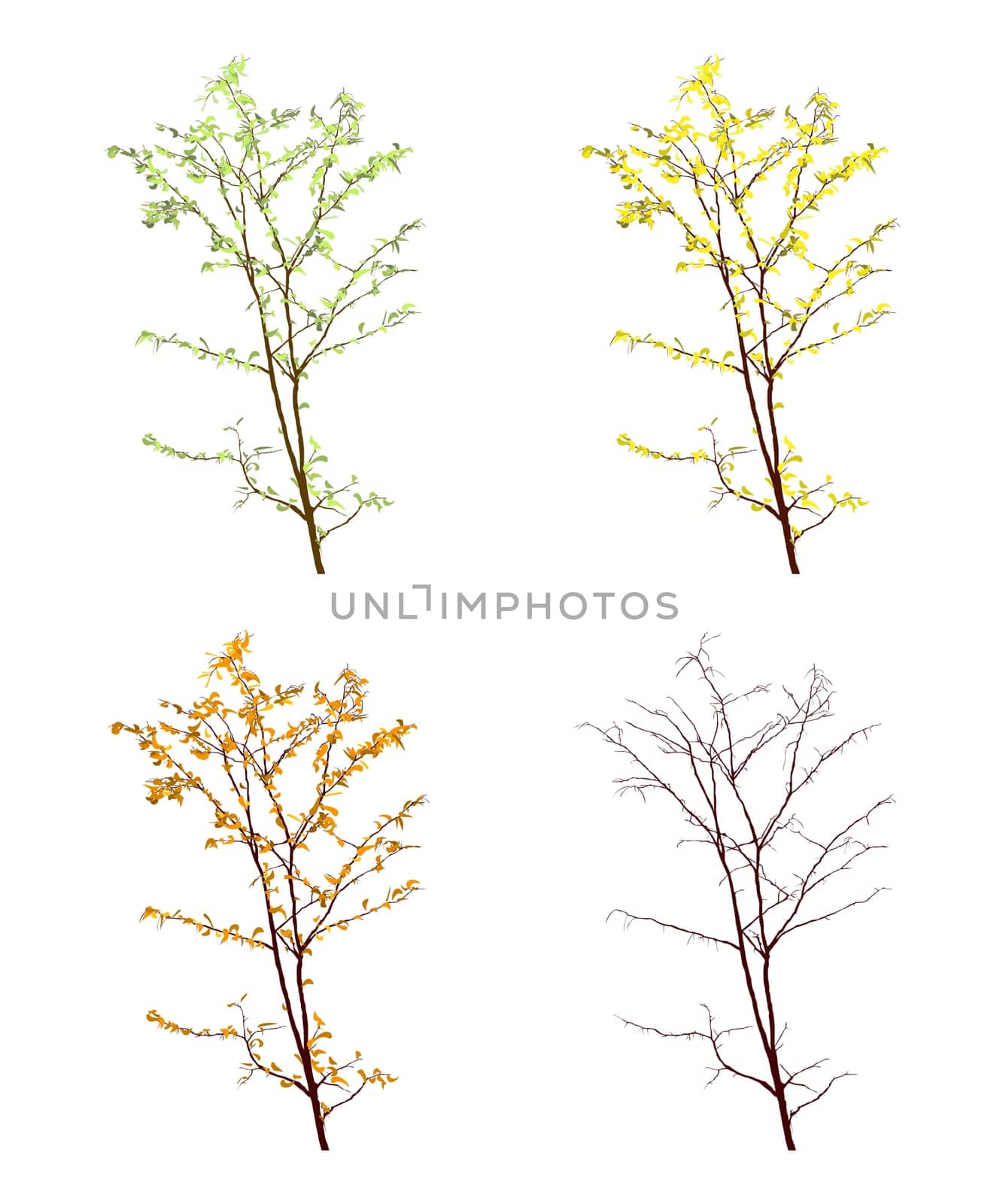 Four seasons view of a tree on white background