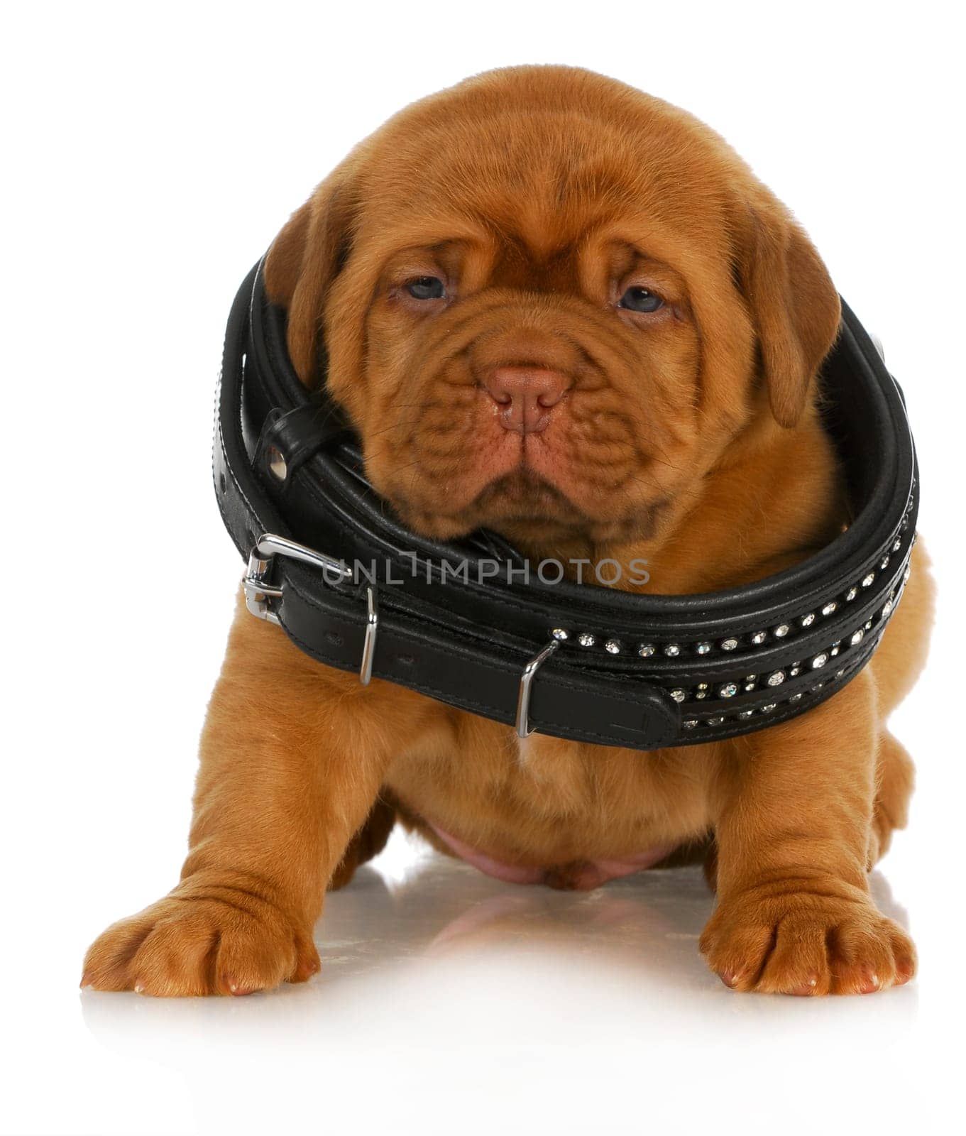 puppy growth - dogue de bordeaux puppy wearing dog collar that is too big - 4 weeks old