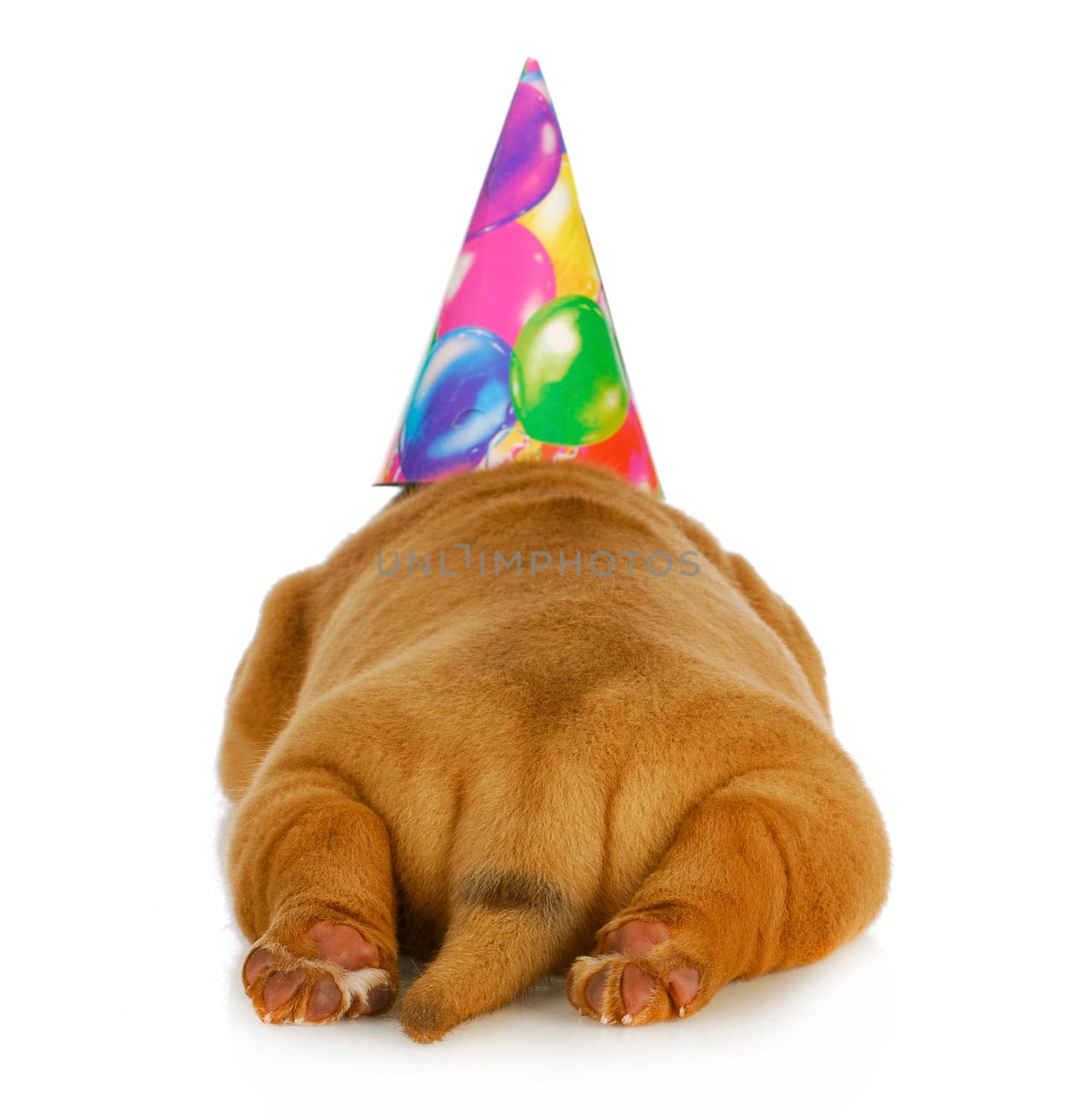 birthday dog - dogue de bordeaux puppy wearing birthday hat photographed from the rear view