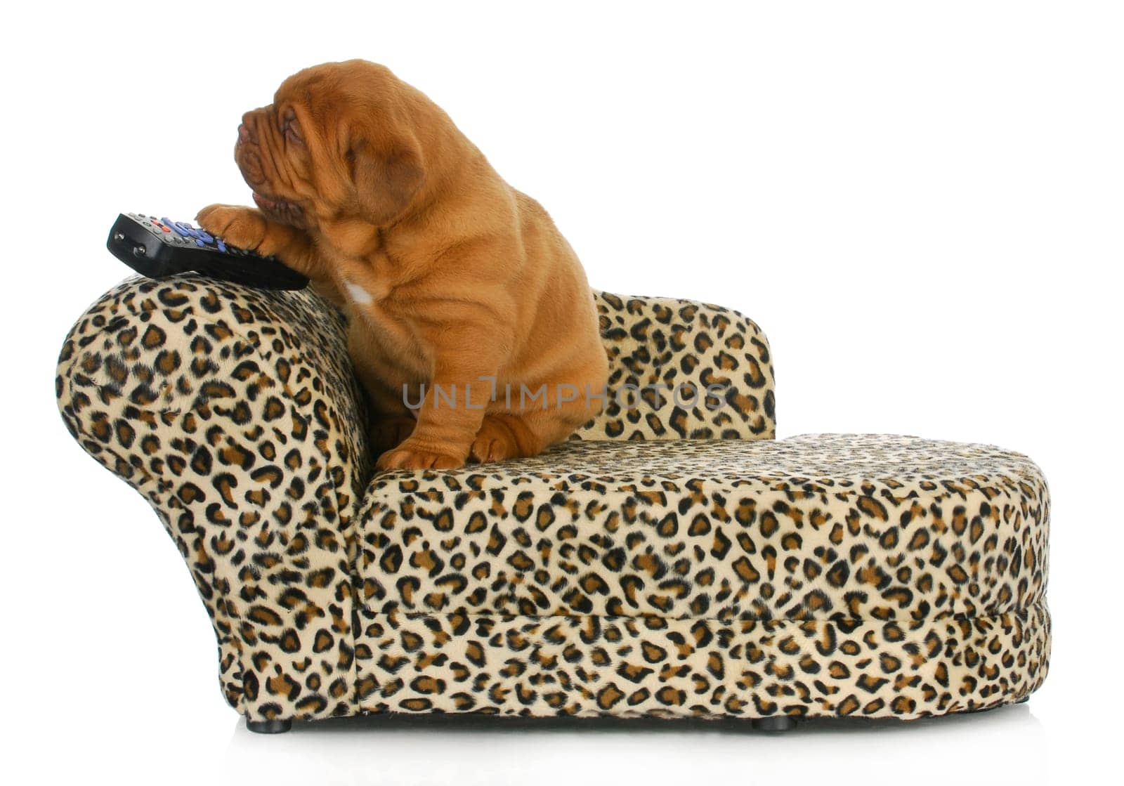 puppy with remote - dogue de bordeaux sitting on couch with paw on remote control = 4 weeks old