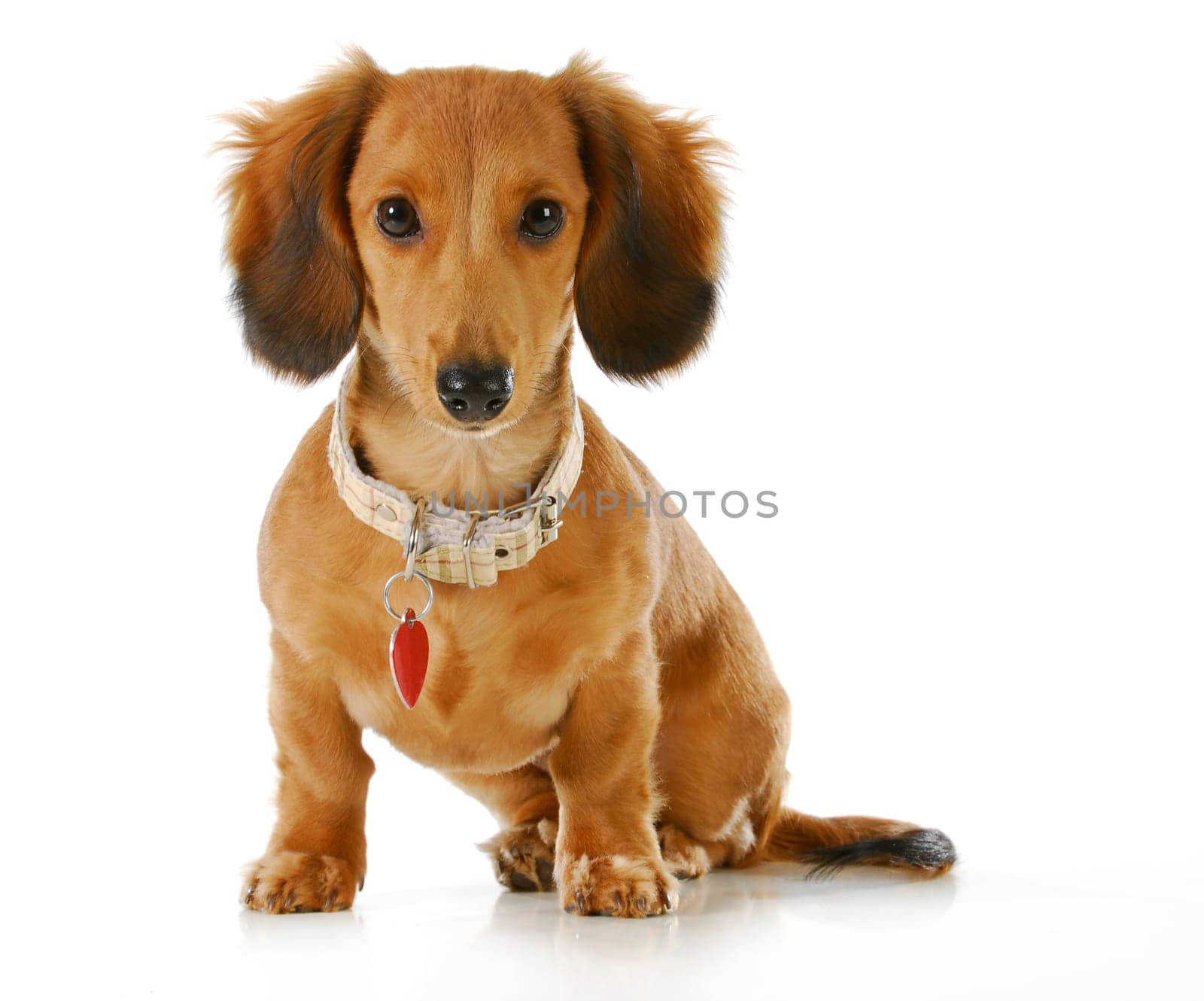 puppy wearing collar and dog tag - long haired dachshund sitting looking at viewer