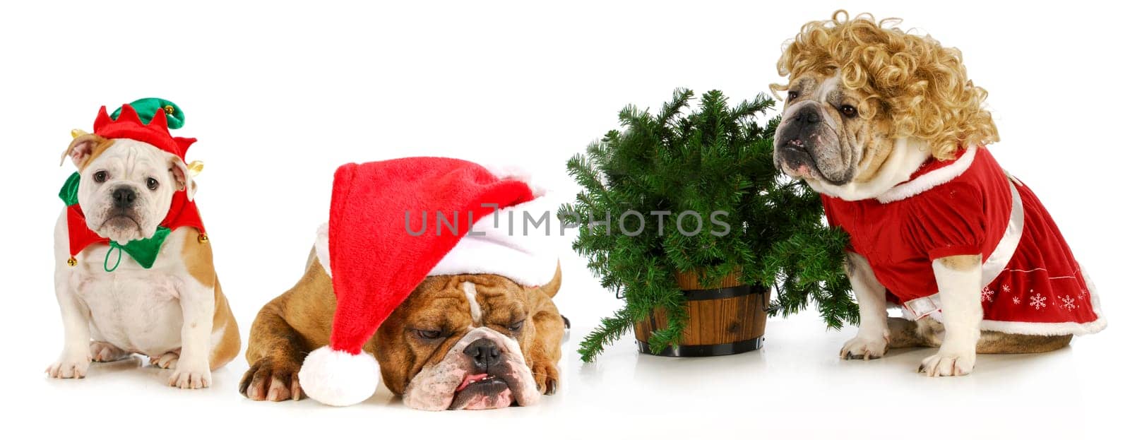 christmas bulldogs - Santa, Mrs. Claus and an elf sitting with a Christmas tree on white background