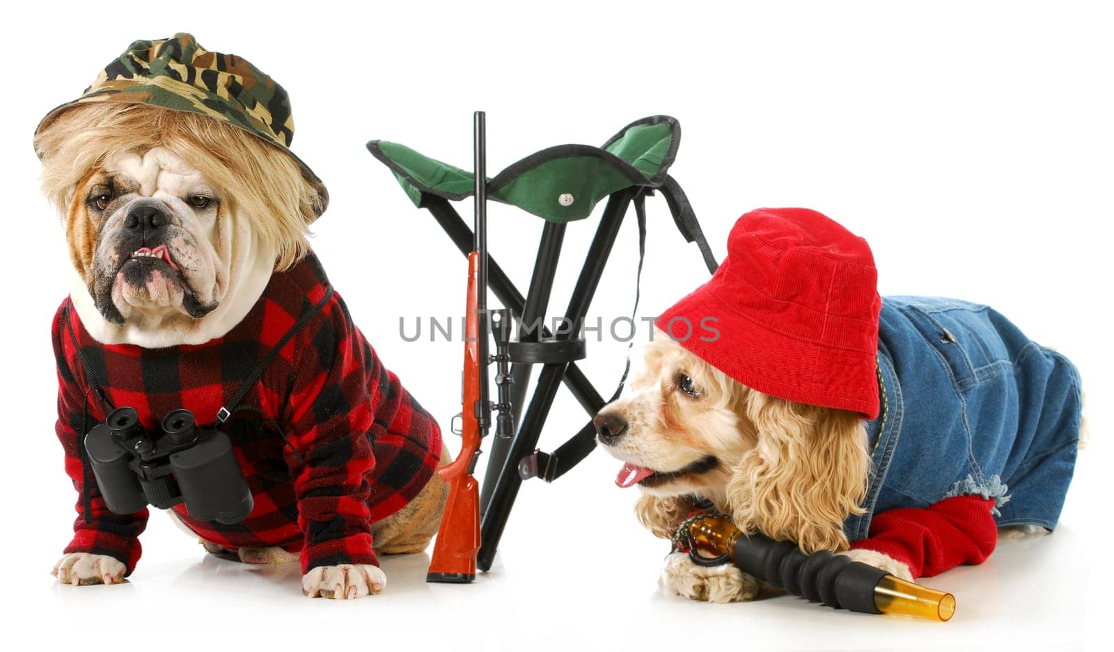hunting dogs - american cocker spaniel and english bulldog dressed up like hunting dogs isolated on white background