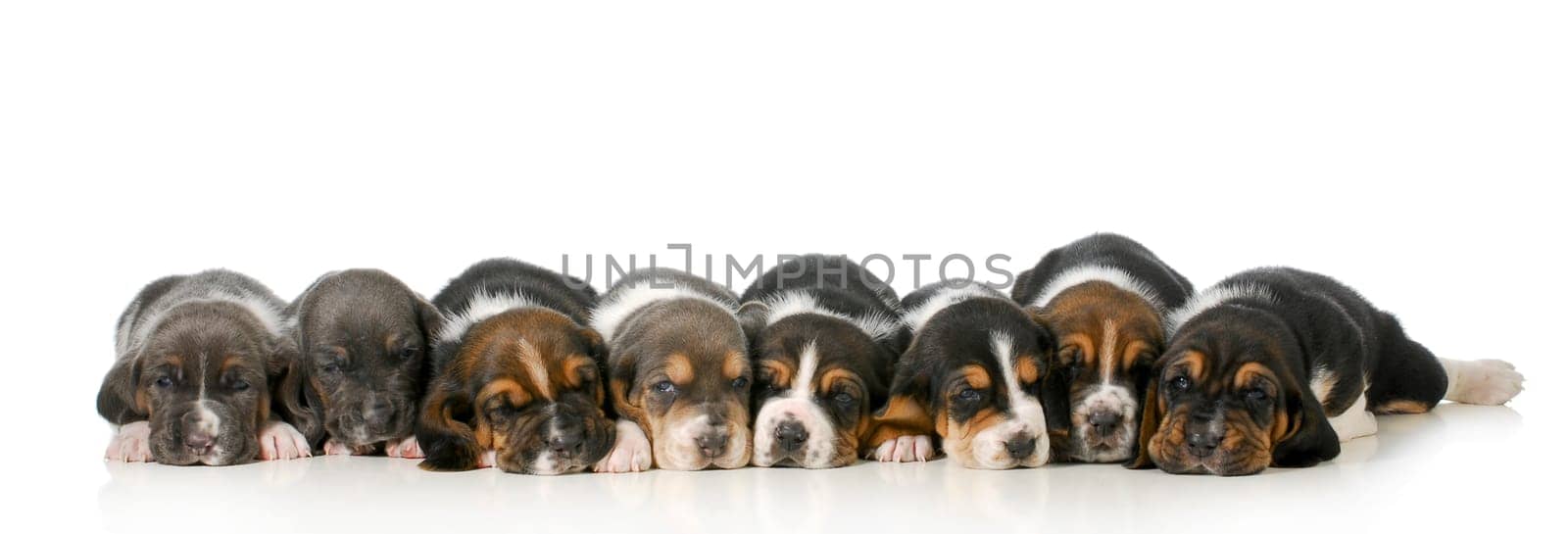 litter of puppies - eight basset hound puppies laying down lined up in a row - 3 weeks old