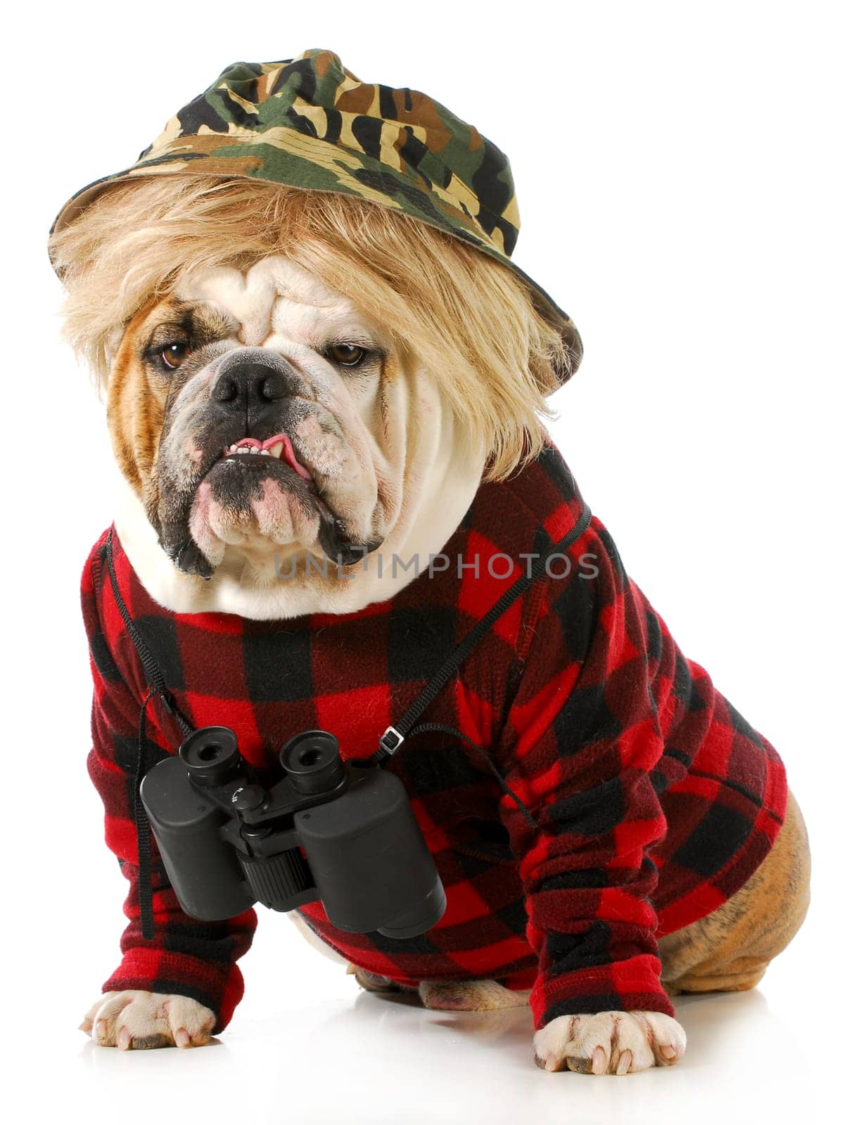 hunting dog - english bulldog dressed up like a redneck hunter with binoculars