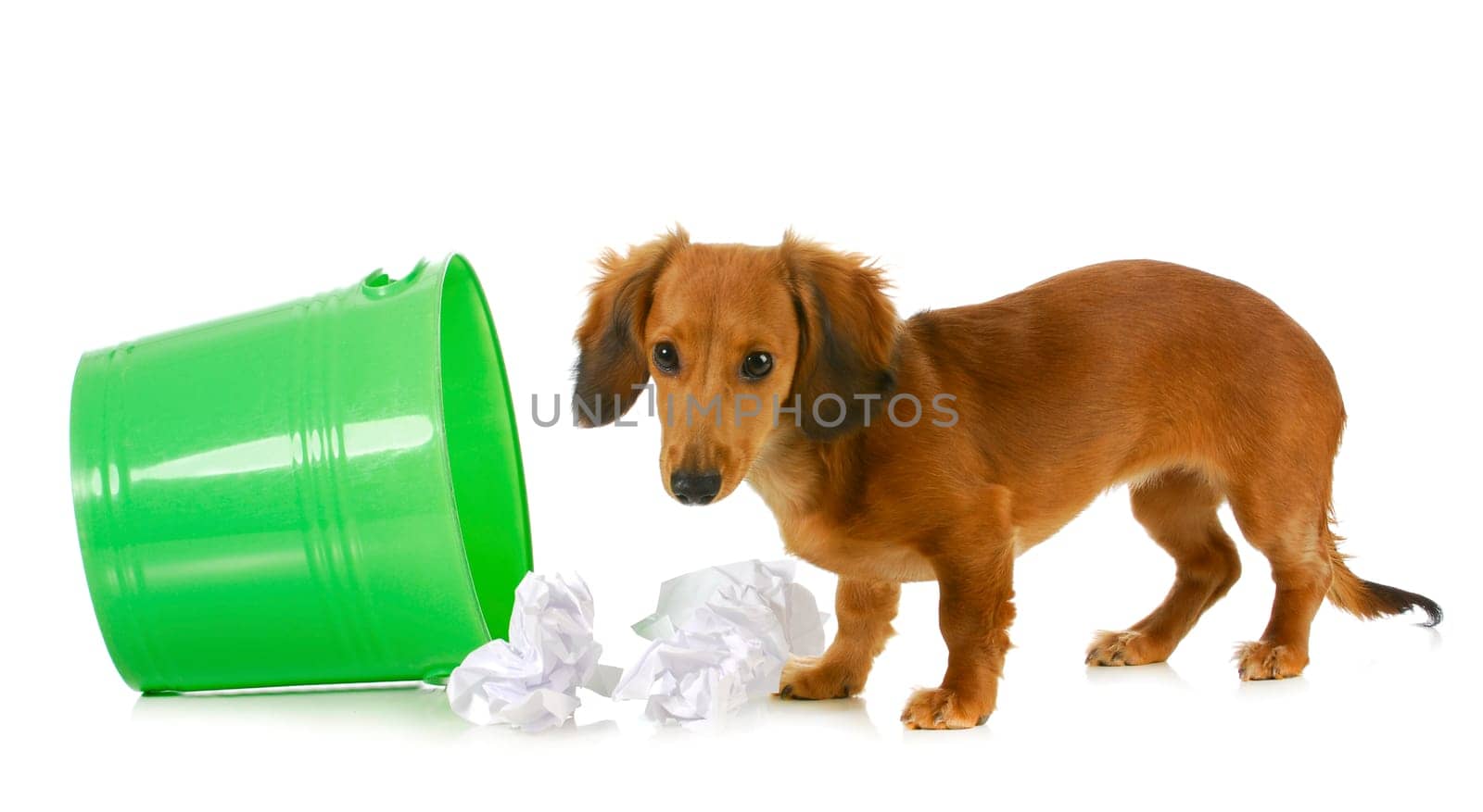 bad dog - miniature dachshund playing in the garbage isolated on white background