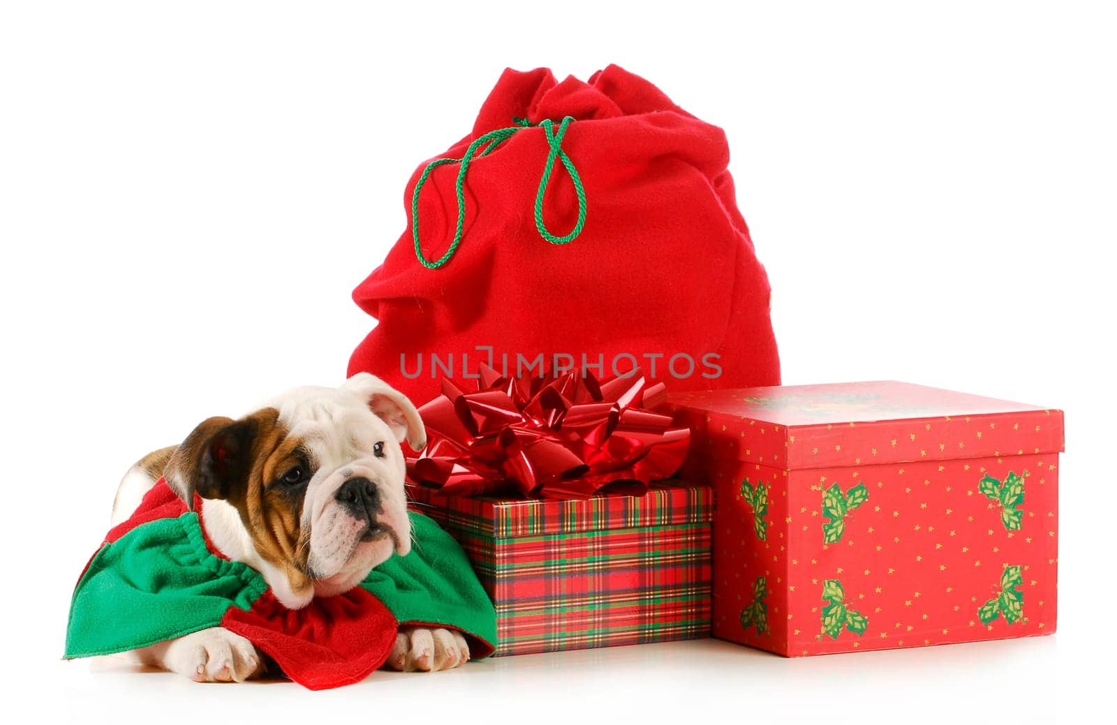christmas puppy - english bulldog sitting beside colorful wrapped presents