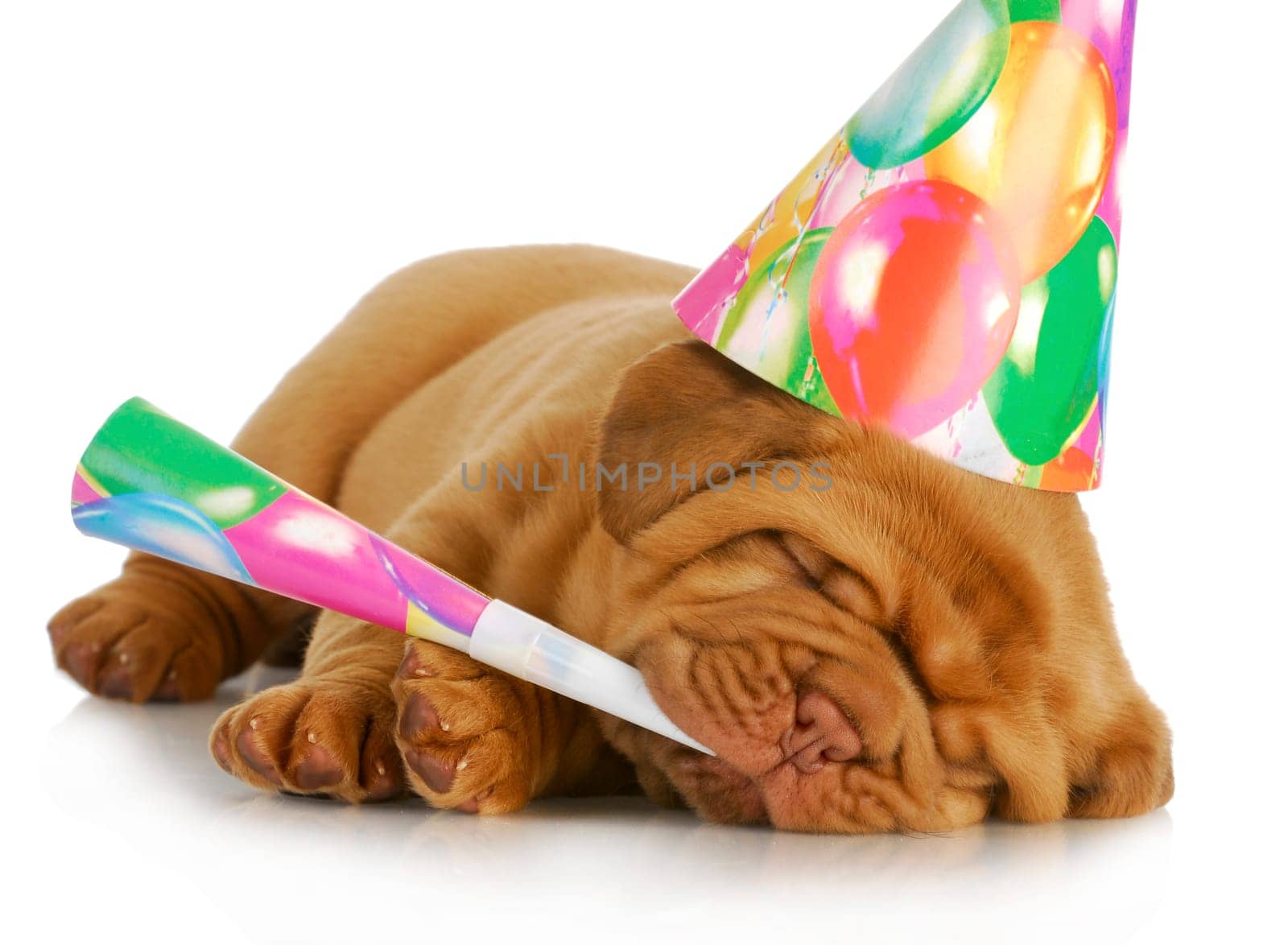 birthday puppy - dogue de bordeaux puppy wearing hat and blowing on horn isolated on white background