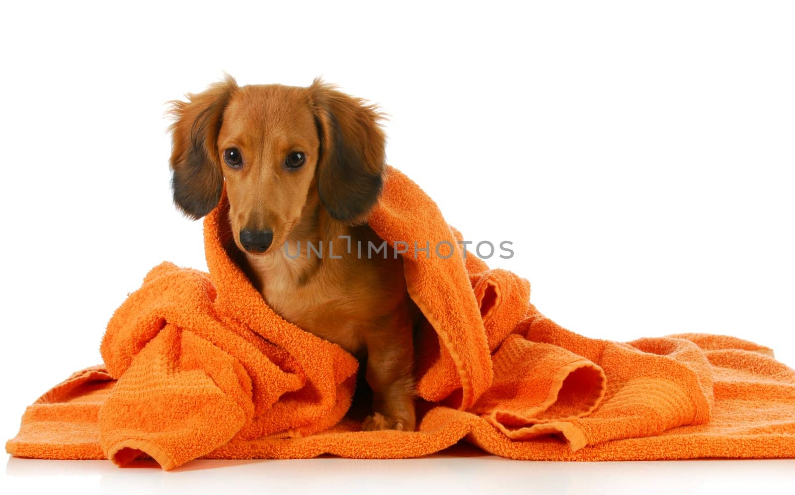 dog bath - long haired dachshund being dried off with orange towel on white background