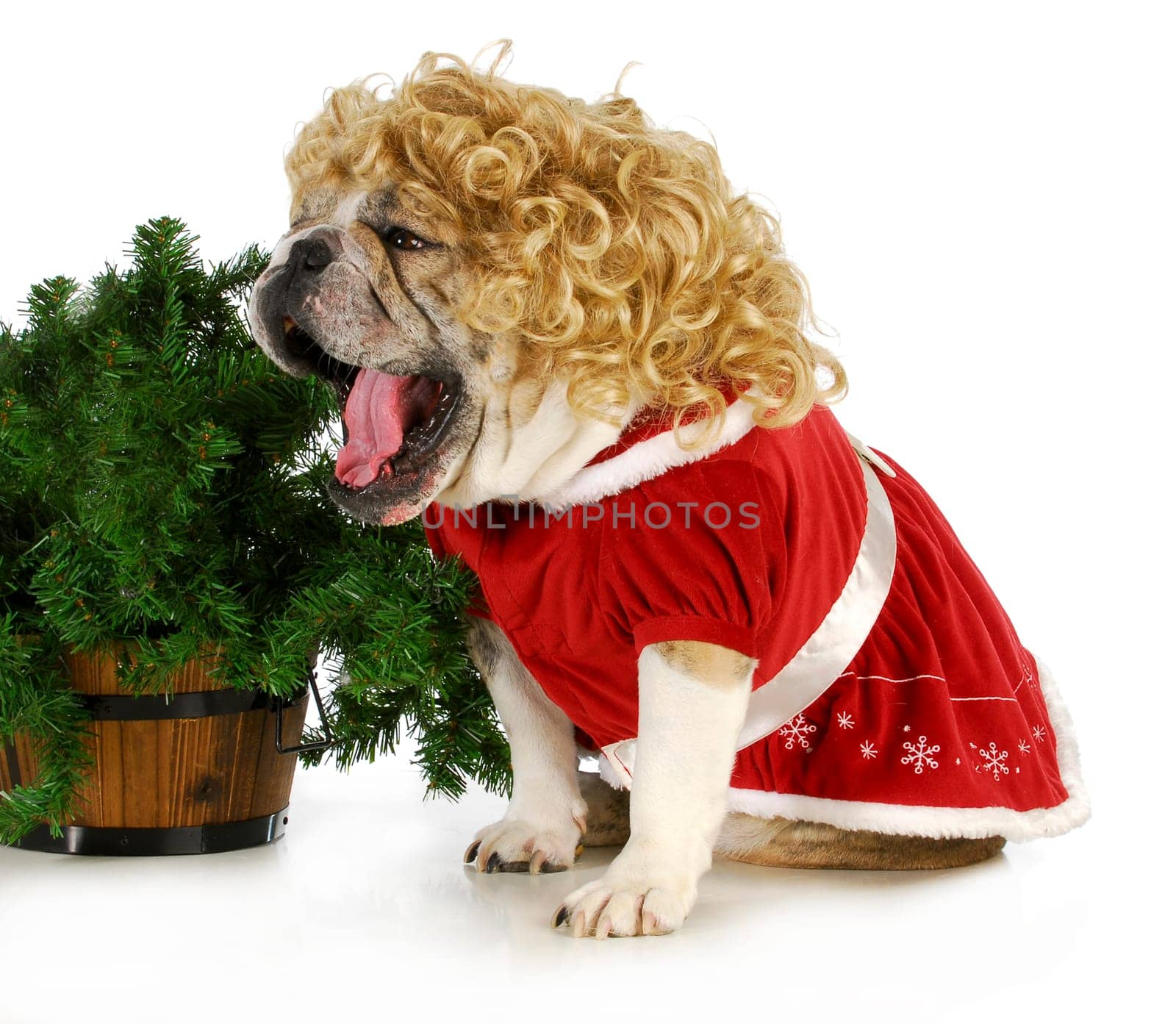 christmas dog - english bulldog female wearing blonde wig and red dress sitting beside christmas tree