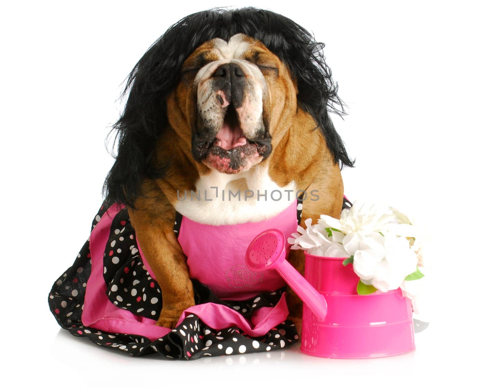 dog complaining - female english bulldog wearing pink dress with mouth open and silly expression