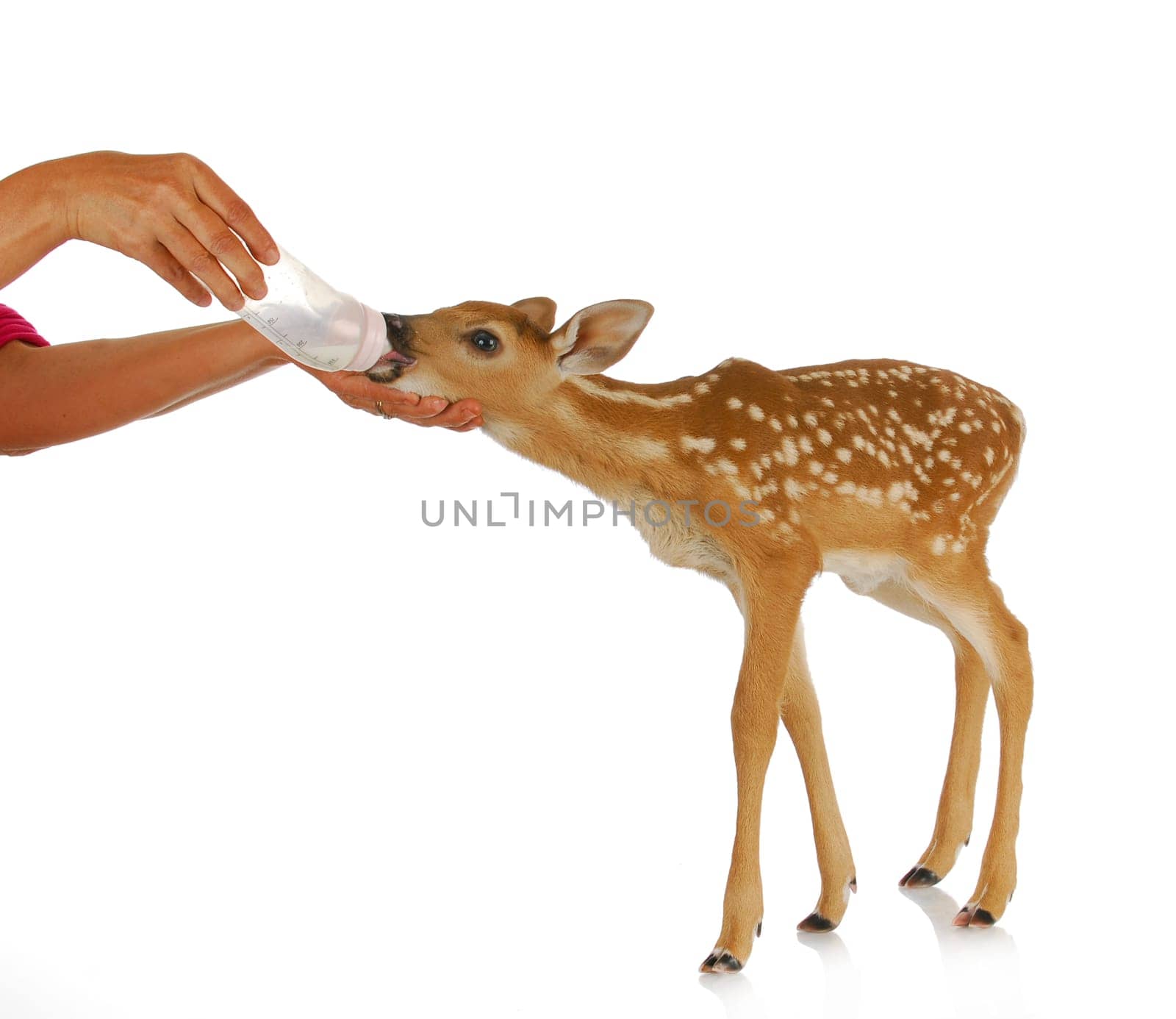 hand raising fawn - woman bottle feeding baby doe isolated on white background