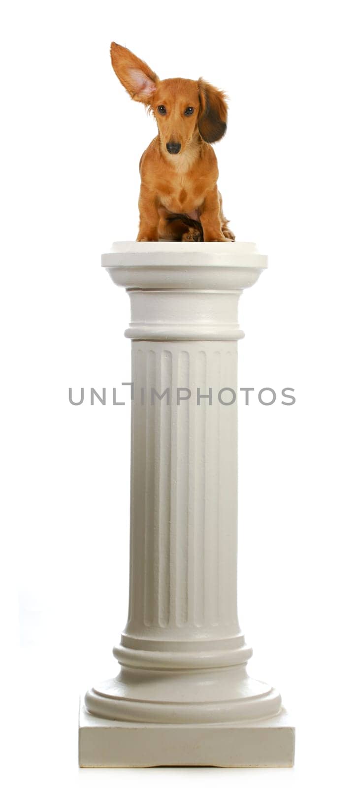 dog sitting on a pedestal - dachshund with ear up listening sitting on pillar