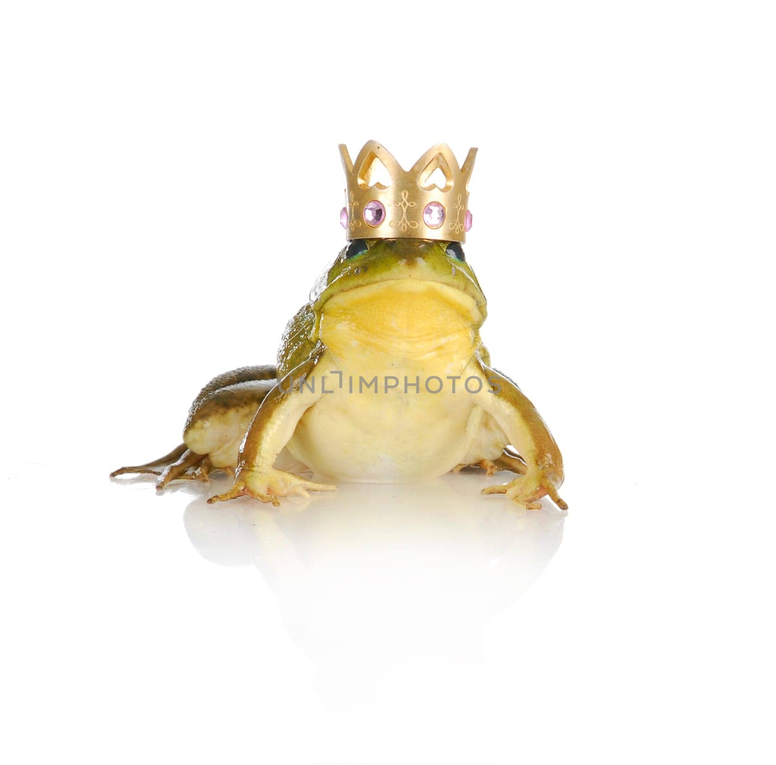 handsome prince - bull frog wearing gold crown looking at viewer isolated on white background