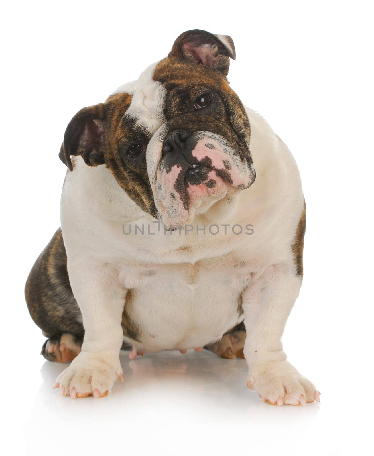 english bulldog sitting with reflection on white background