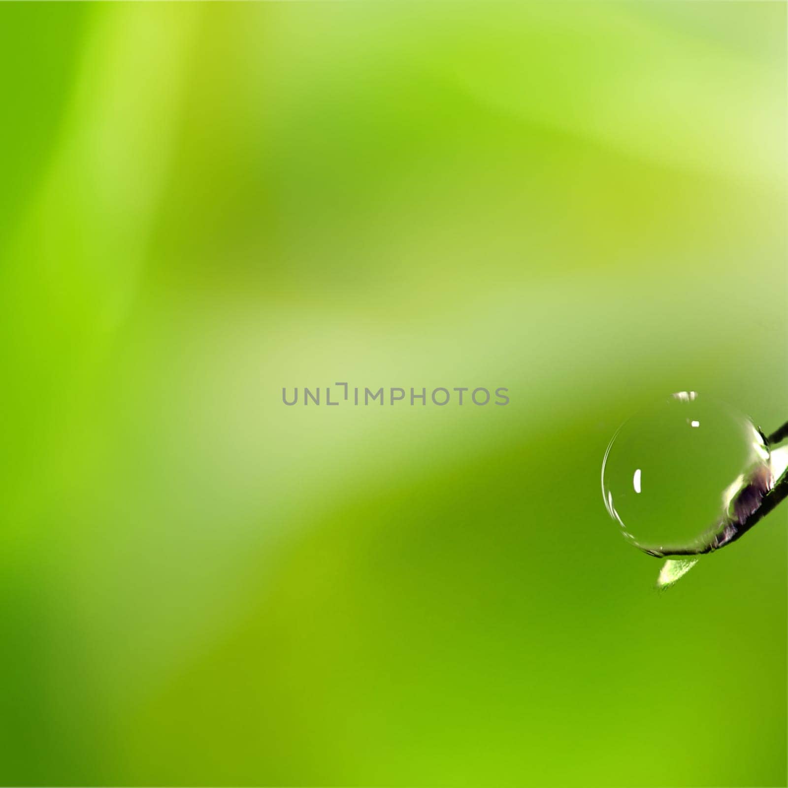 Snail on green leaf for adv or others purpose use