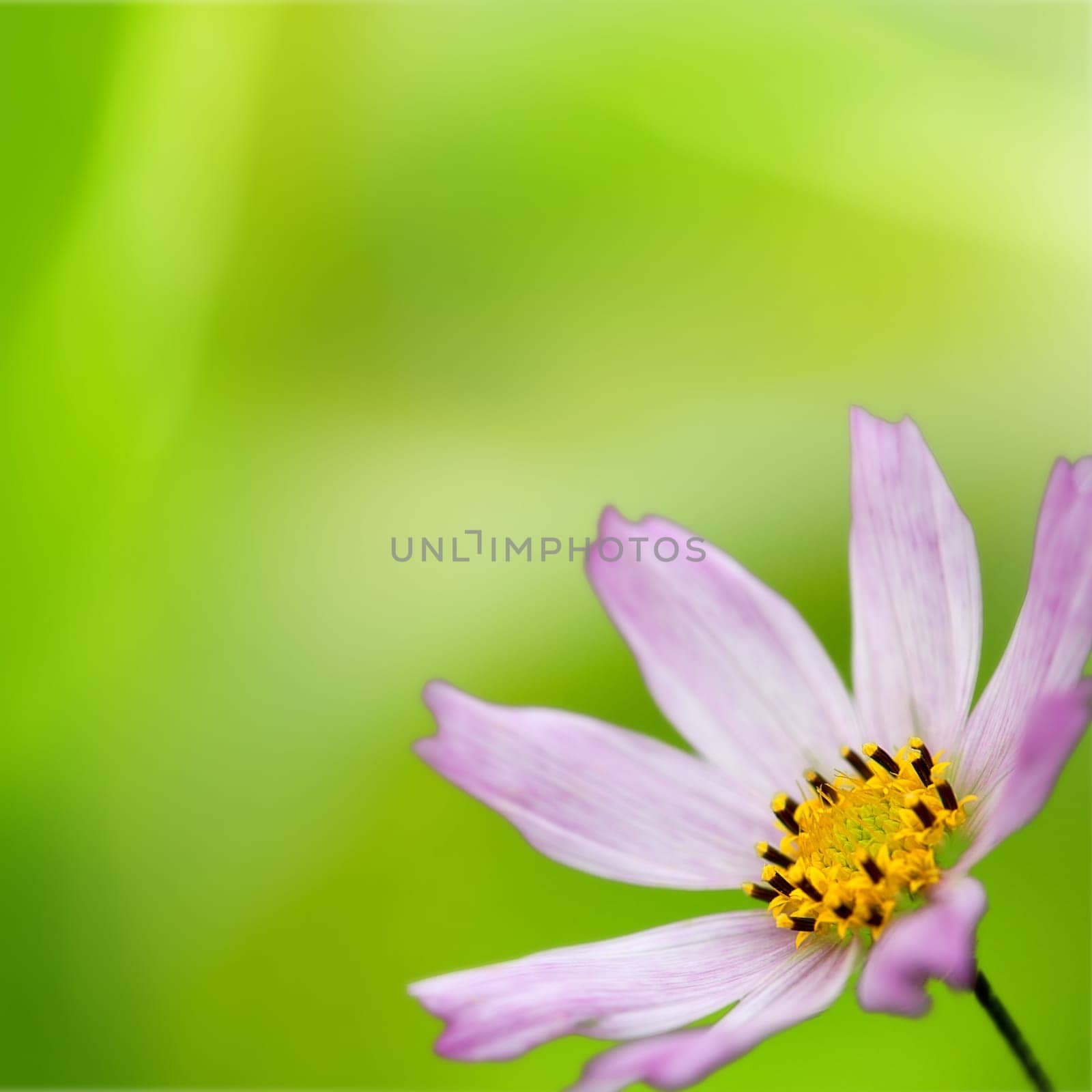 flowers over abstract green backgrounds