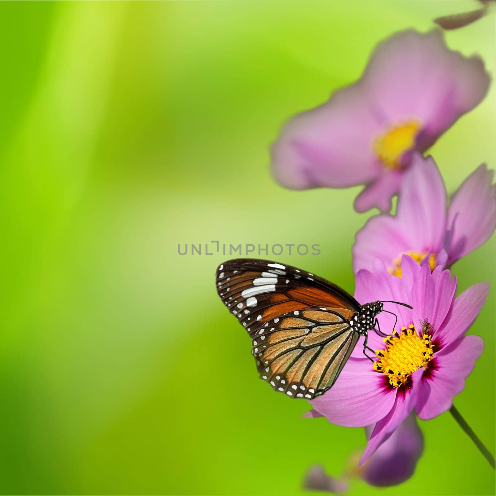 Flower with nice light green color for adv or others purpose use