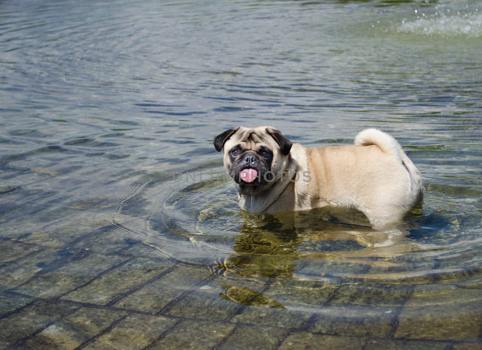 Pug dog wet and happy playing in a fountain, pond or pool