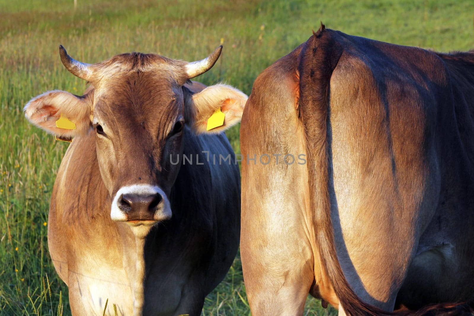 Allgäu cows in the meadow