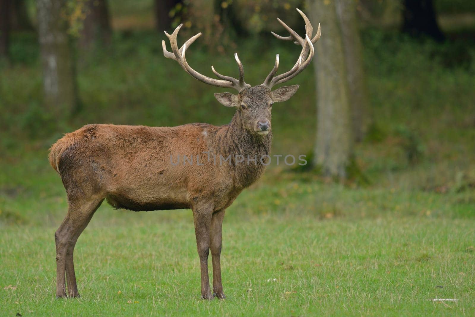 Red deer in a clearing