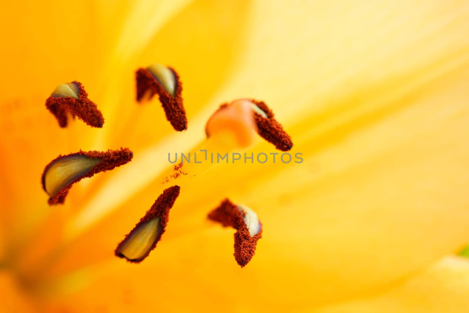Macro shot of an orange flower in bloom
