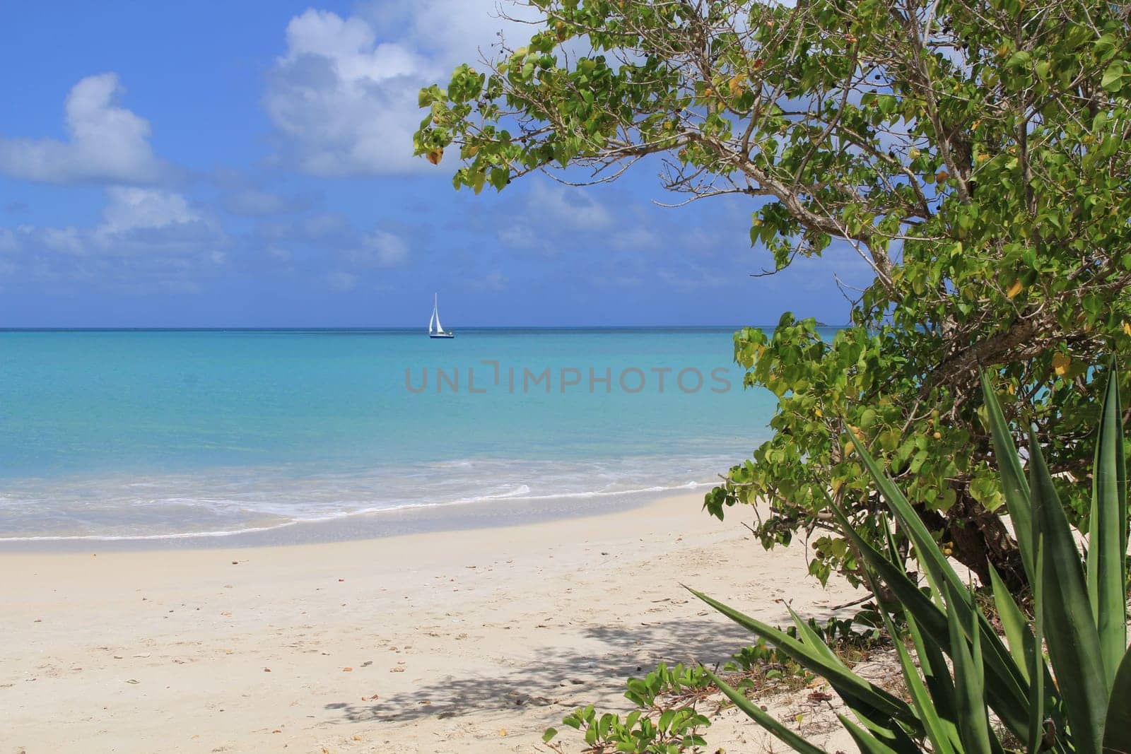 Sailboat on the Tranquil aqua Caribbean Sea as seen from a beach with an agave plant.
